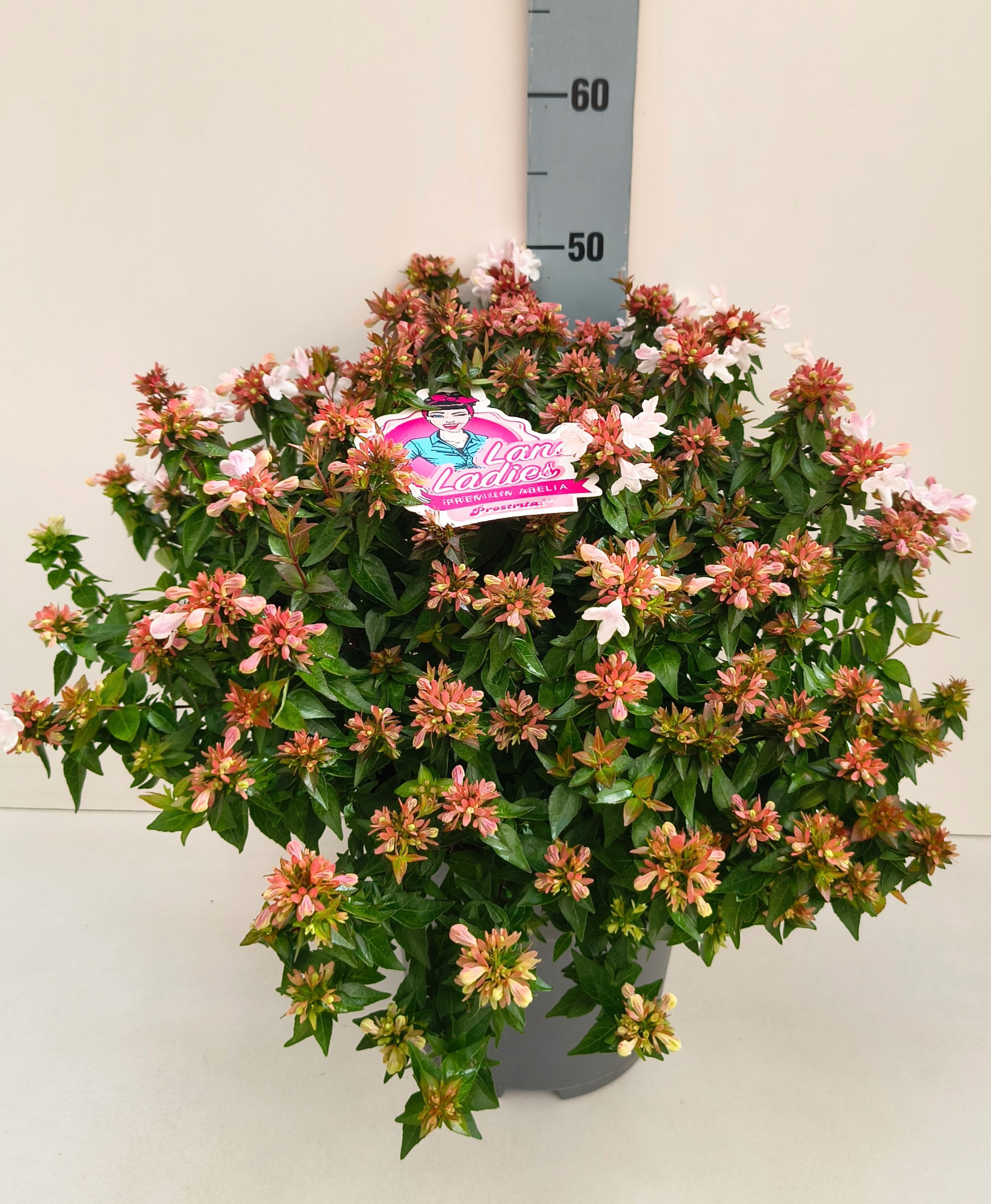 Abelia Prostrata 26T, D 26 cm