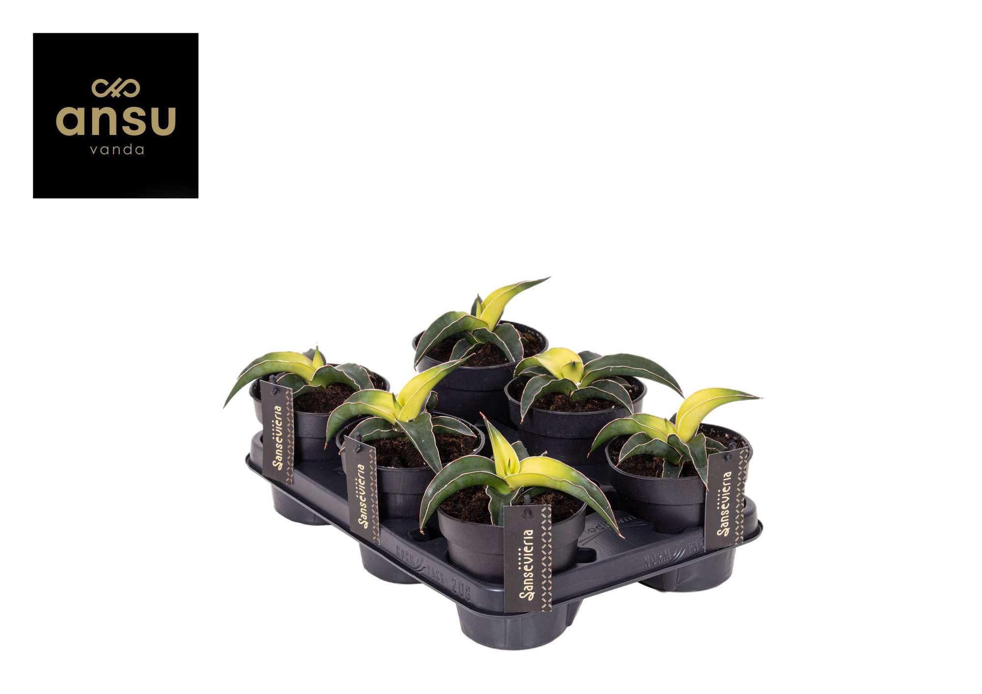 Sansevieria Star Canary, D 12 cm