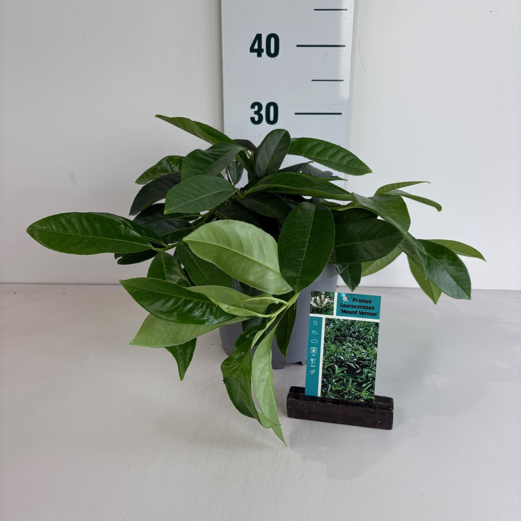 Prunus l. 'Mount Vernon', D 20