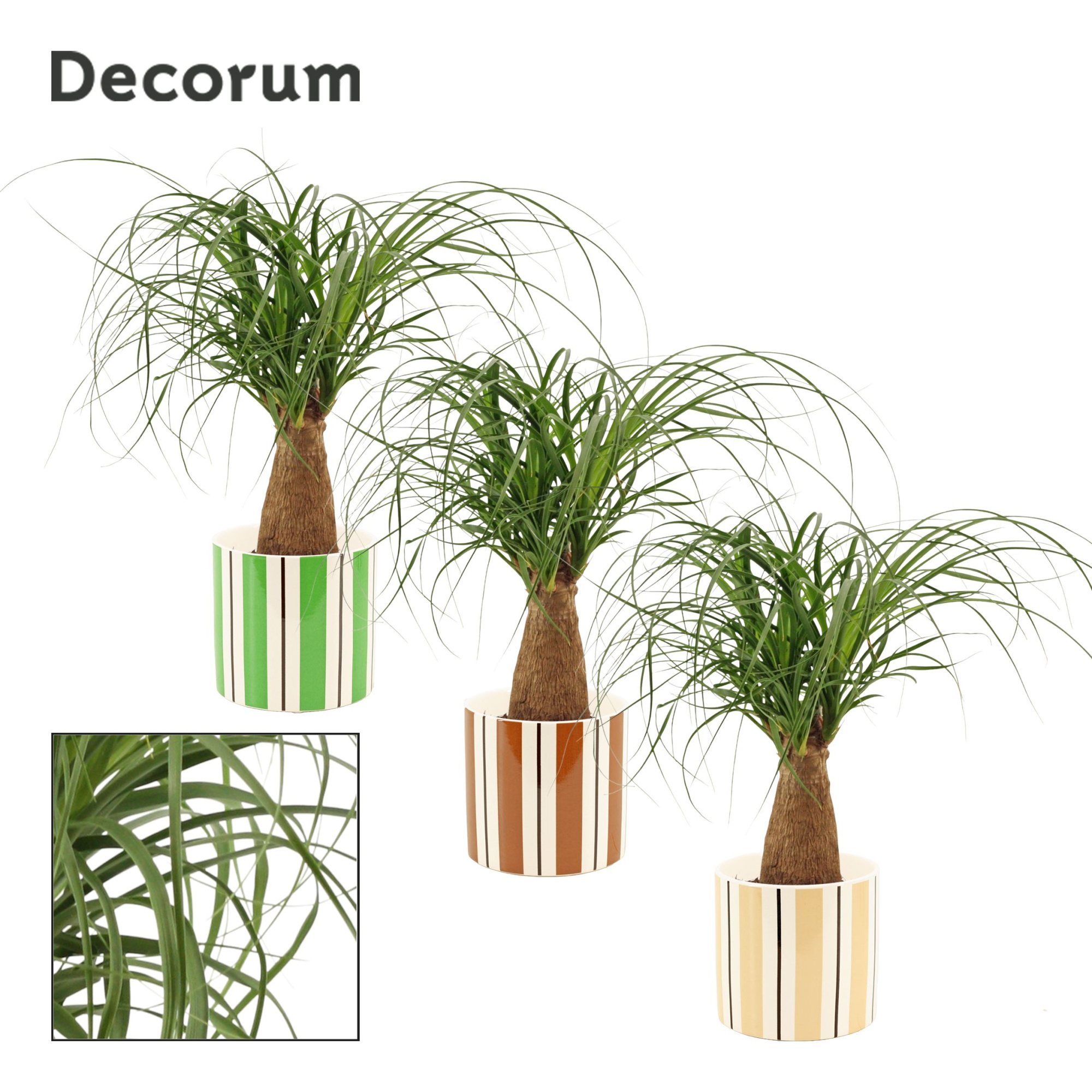 Beaucarnea recht 12 cm in Beau (Natural bubble-collection), D 12 cm