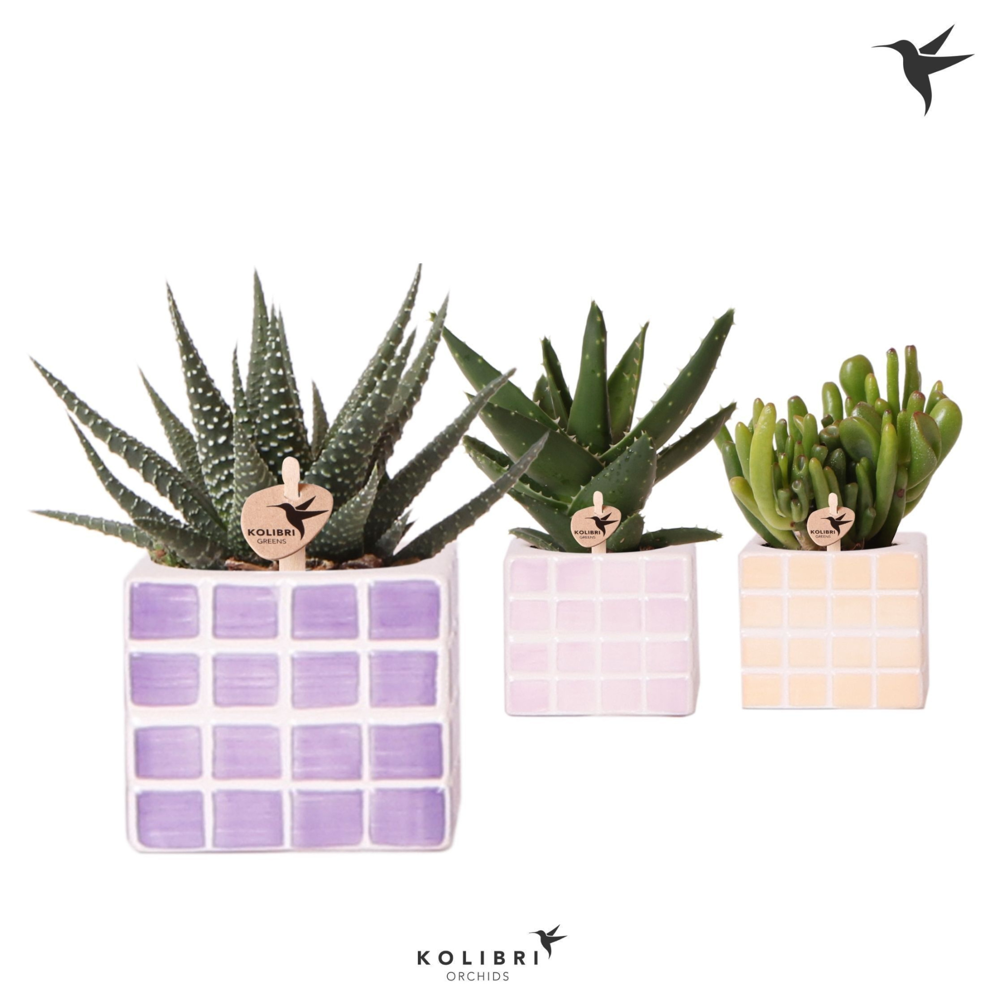Kolibri Greens Succulenten mix in Mosa pot pink mix, D 6 cm