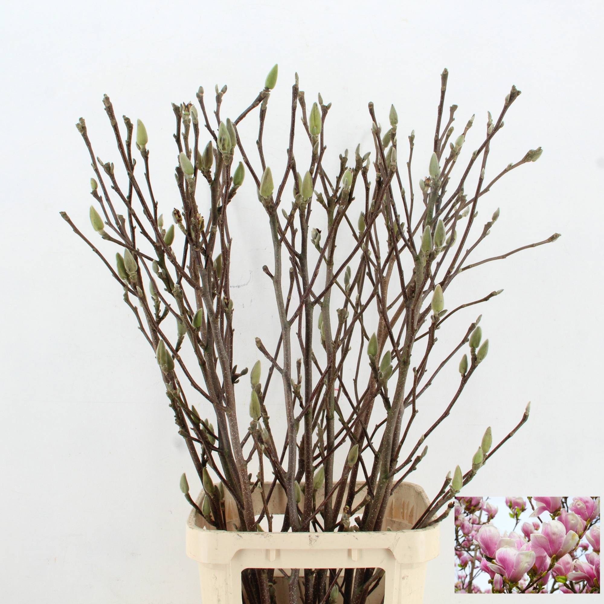 Магнолия Грандифлора 120, шт.