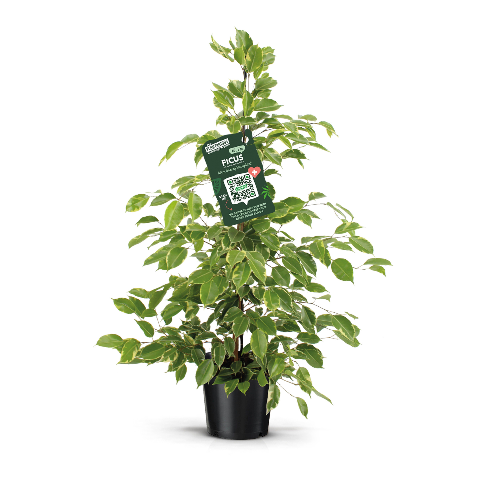 Ficus benjamina goldenKing, D 21