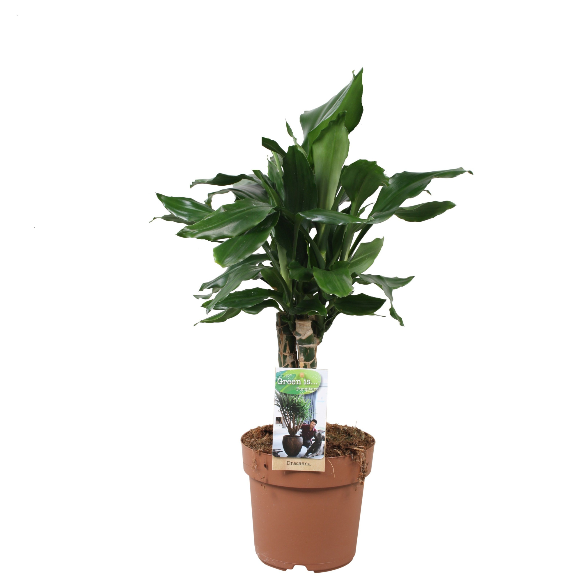 Dracaena Steudneri carroussel, D 17 cm