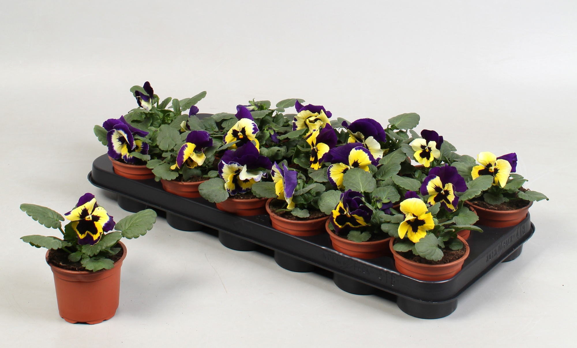 Viola F1 Yellow-Purple, D 9