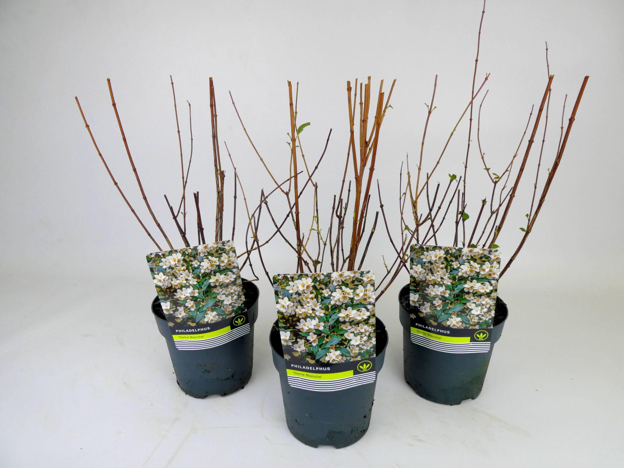 Philadelphus 'Dame Blanche', D 14