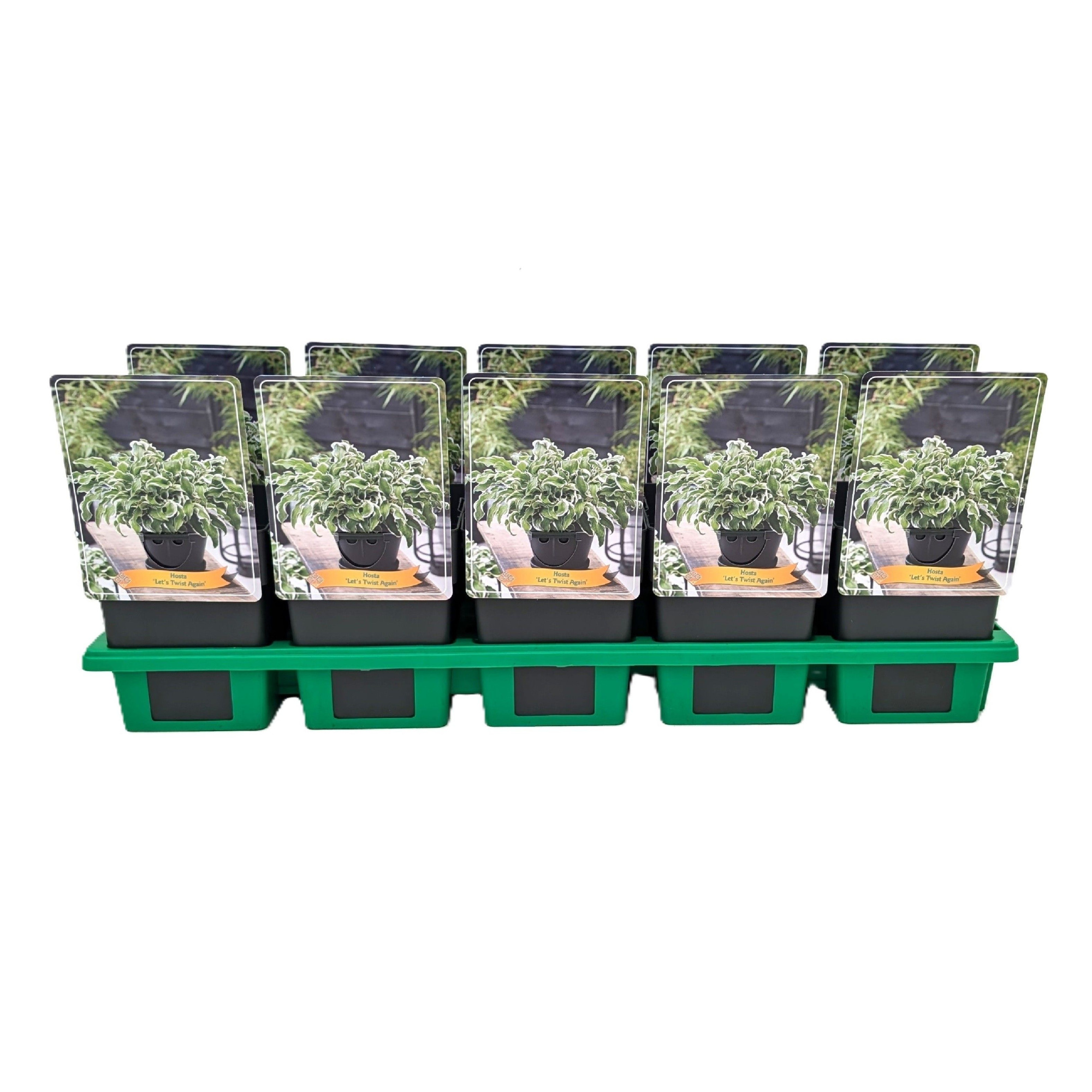 Hosta 'Let's Twist Again' P11, D 11 cm
