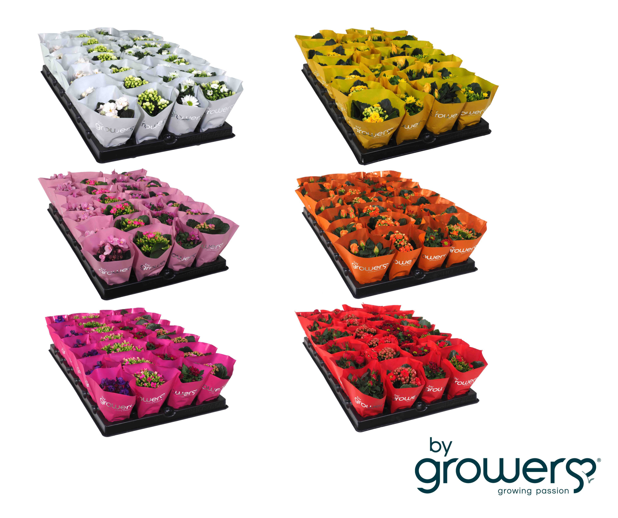 MIX FLOWERING MINI MIX ST. PAULIA-CHRYS-KALANCHOE, D 6 cm