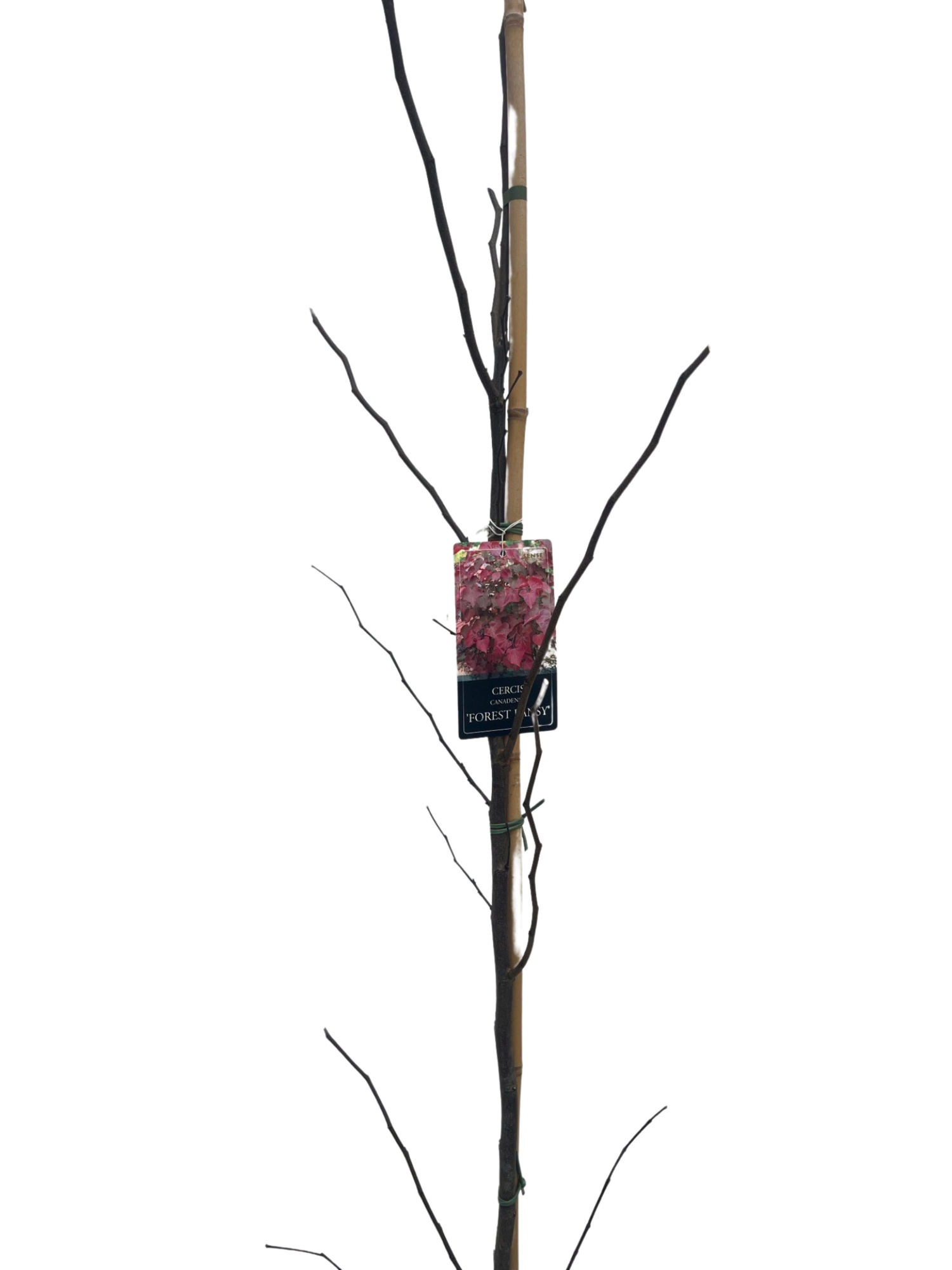 cercis can. Forest Pansy 175-200 cm geveerd, D 27