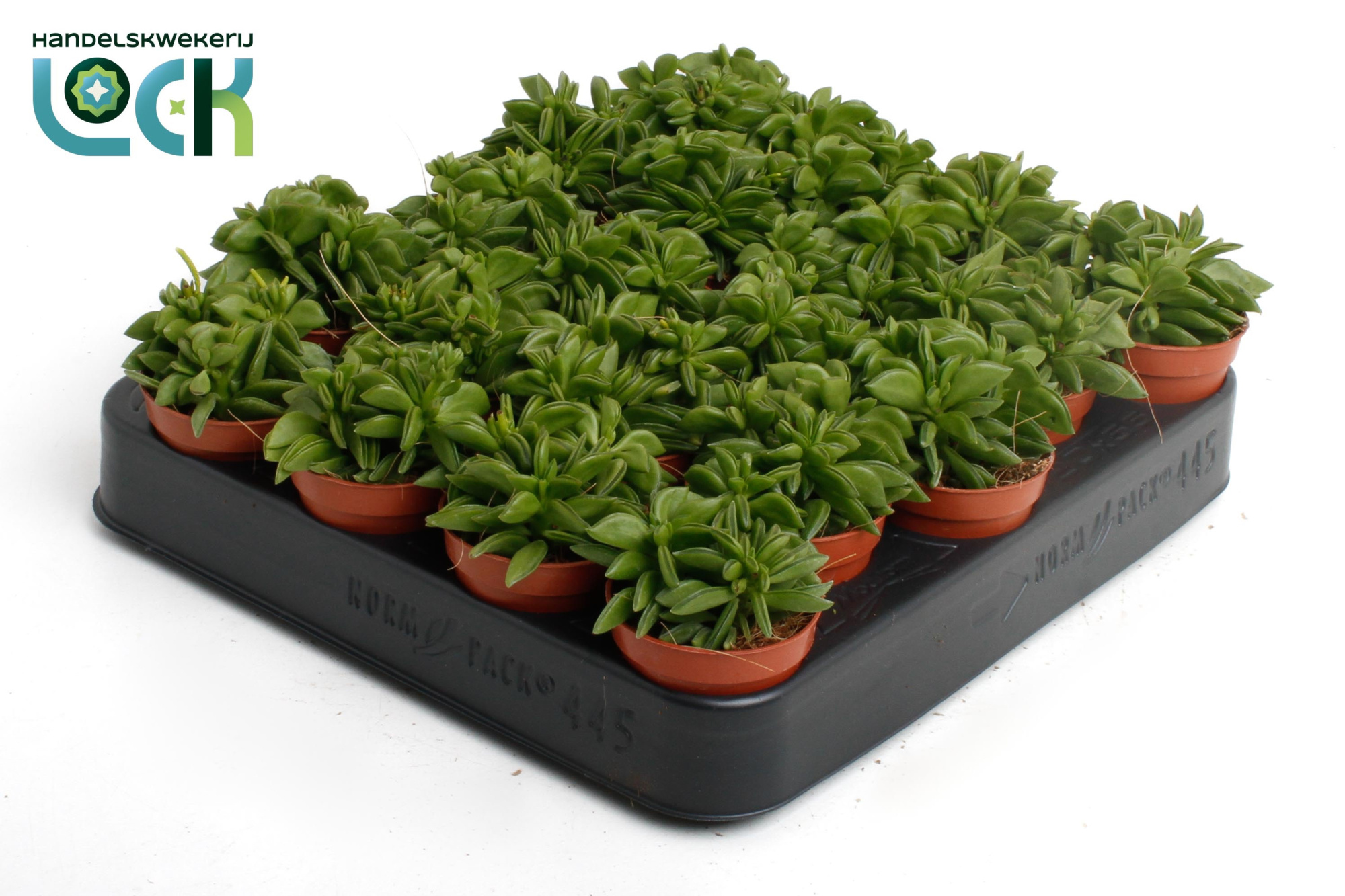 Peperomia Green Spark, D 5,5 cm