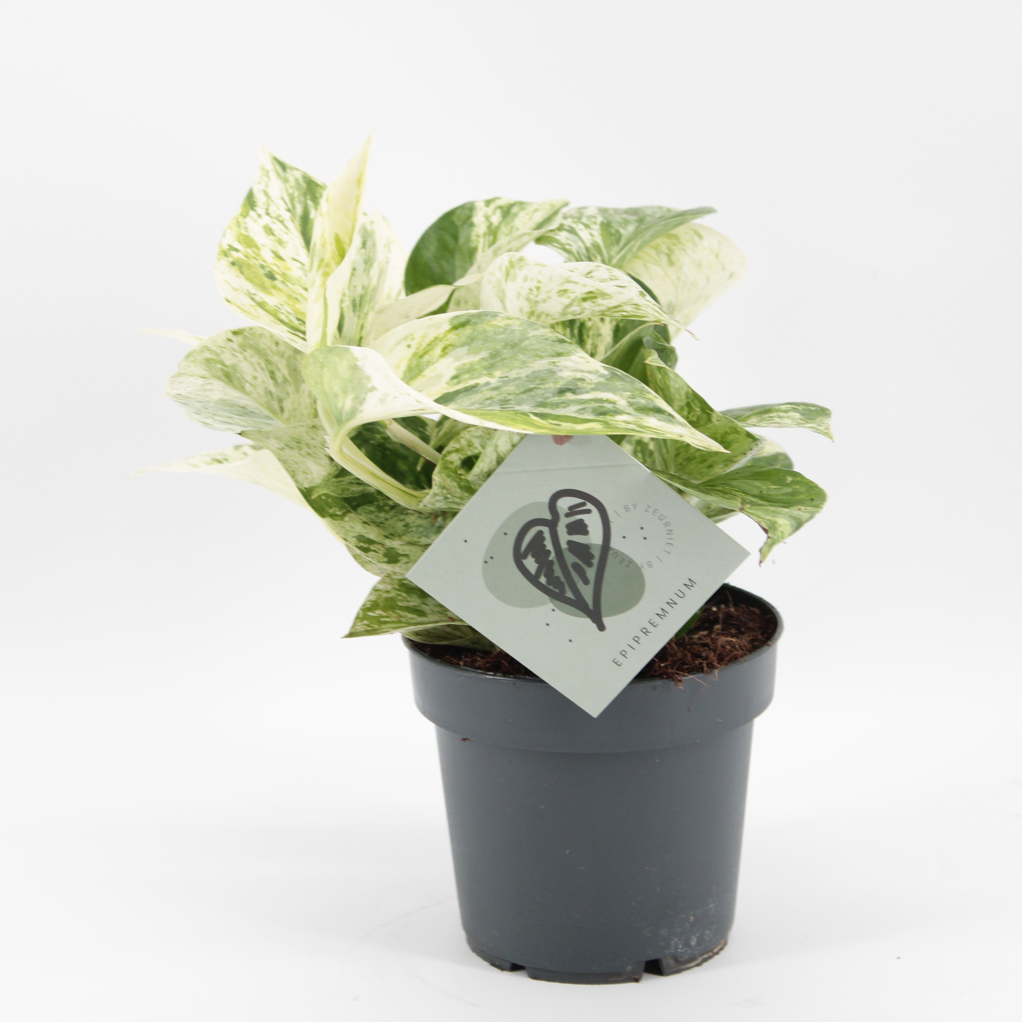 Epipremnum Snow Leopard, D 12