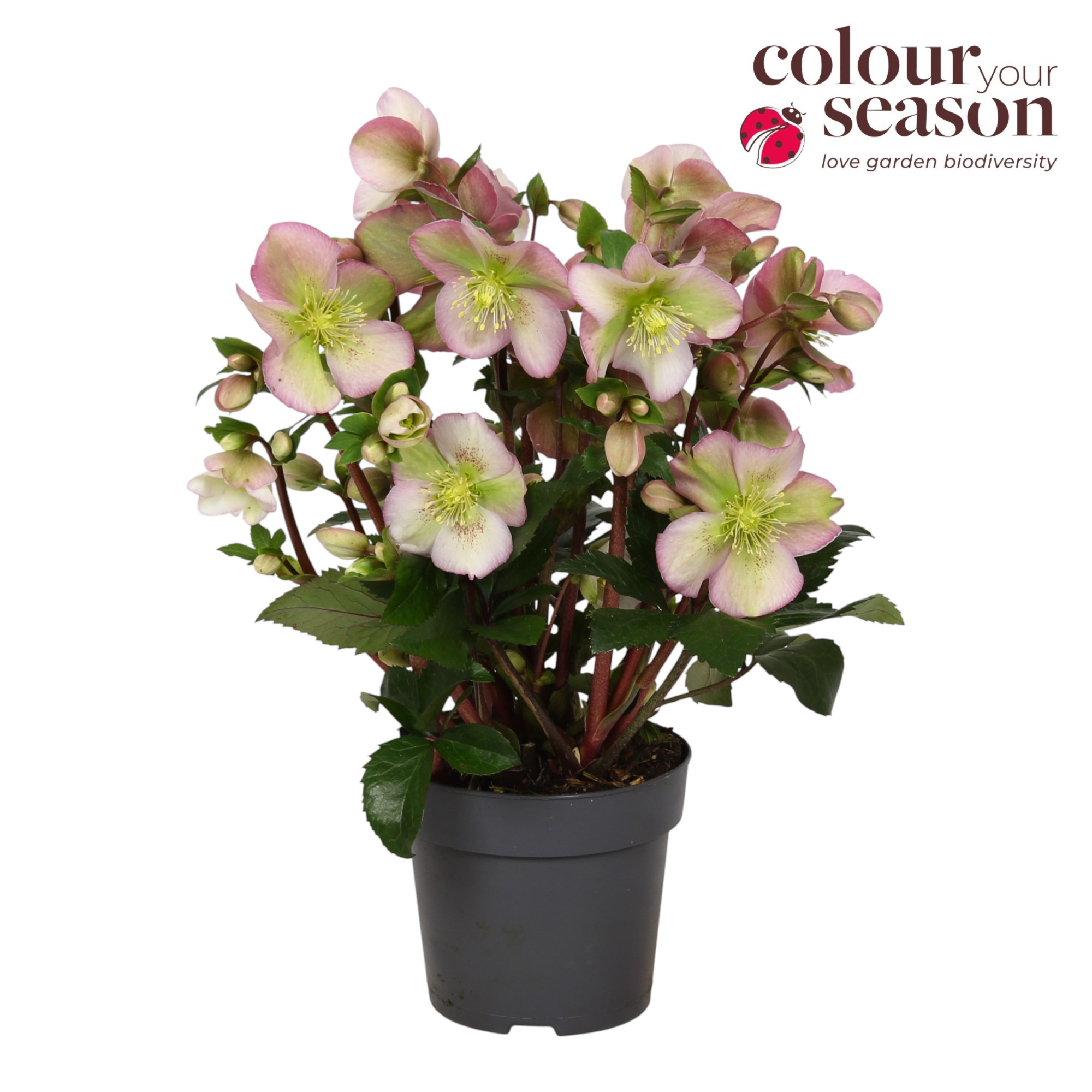 Helleborus Winter Sparkle Blush P15, D 15