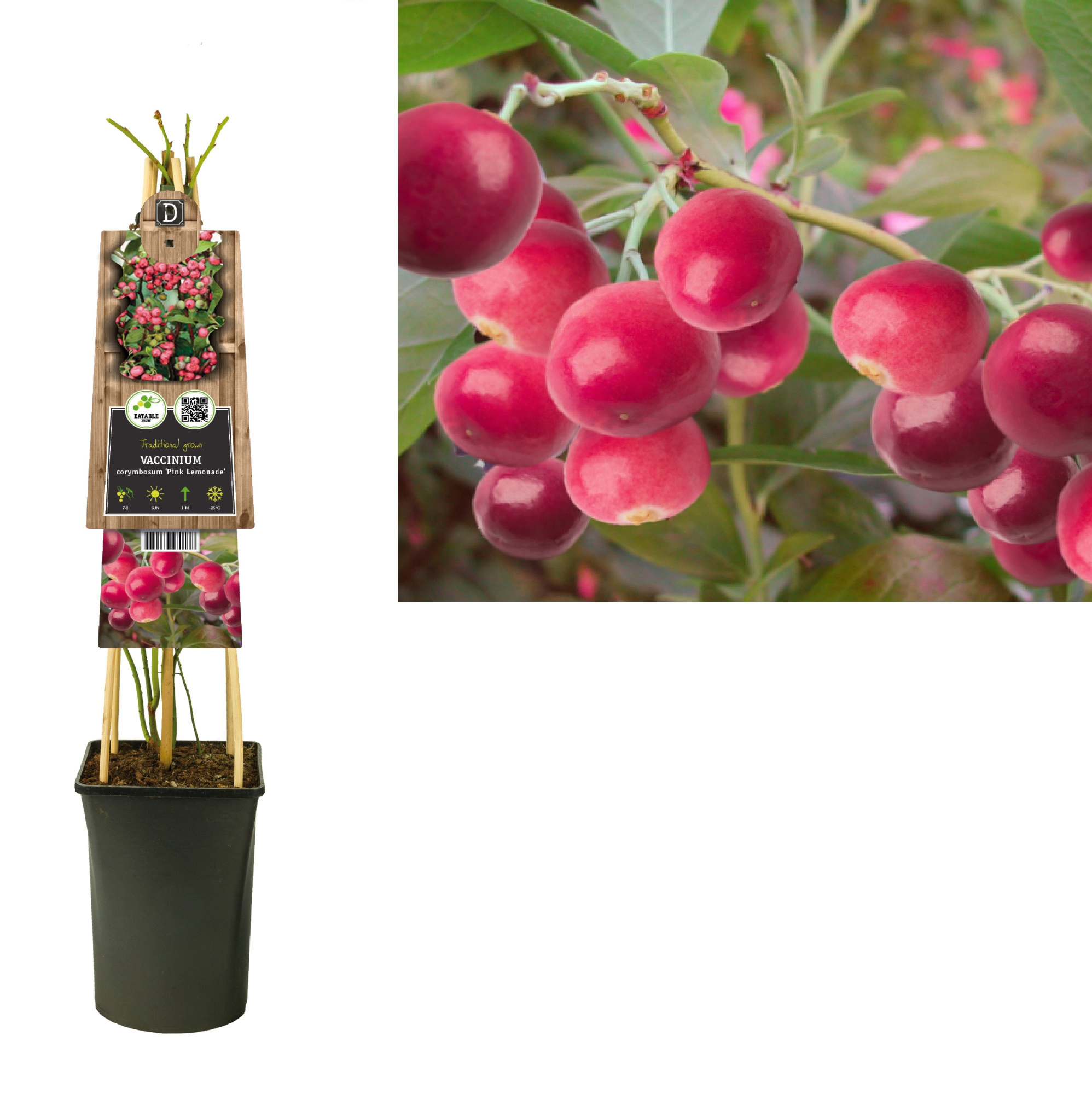 Vaccinium corymbosum 'Pink Lemonade' +3.0 label, D 17 cm