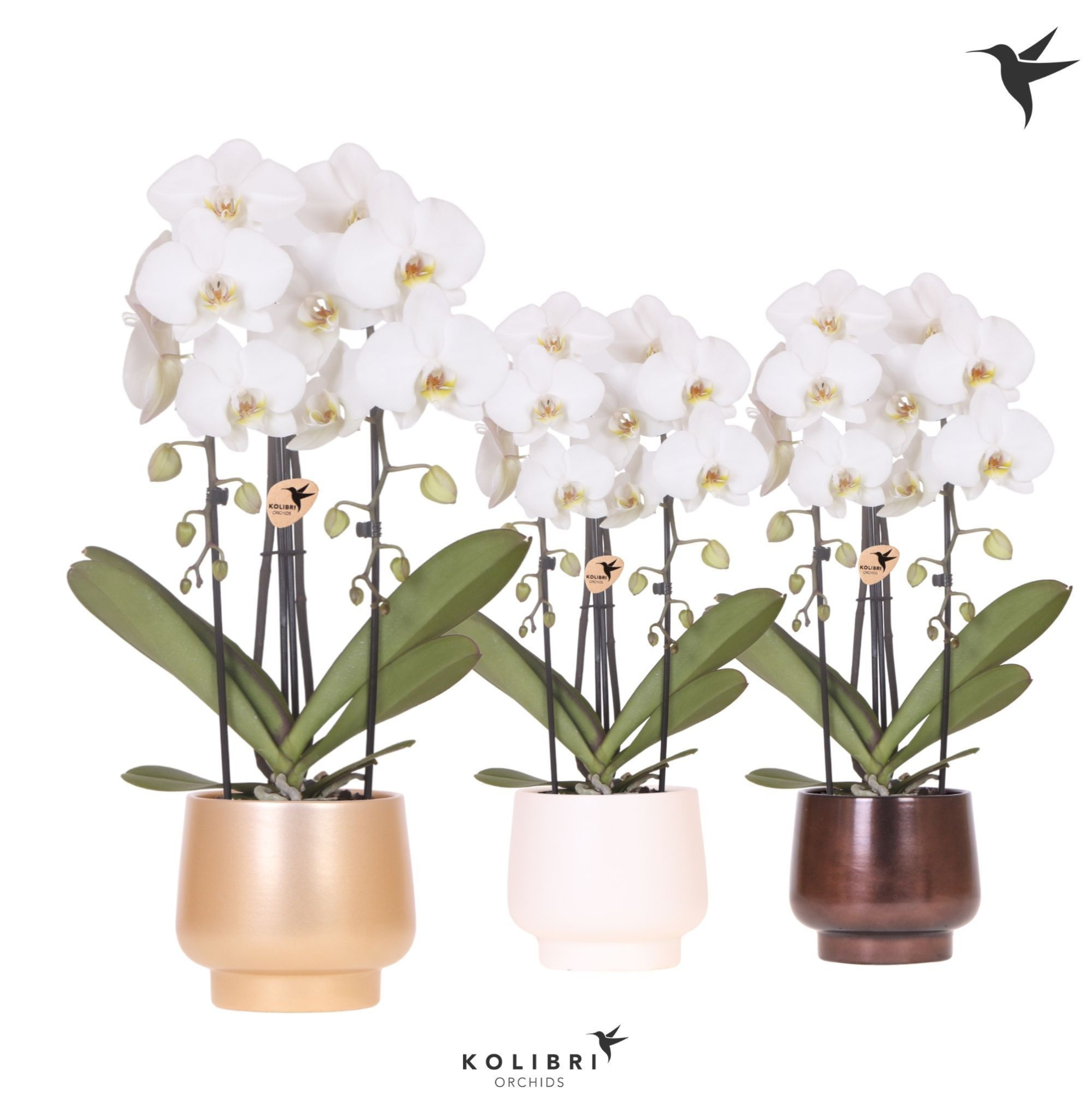 Kolibri Orchids Cascade Niagara Fall white 2 spike in Scandic pot gold mix, D 12