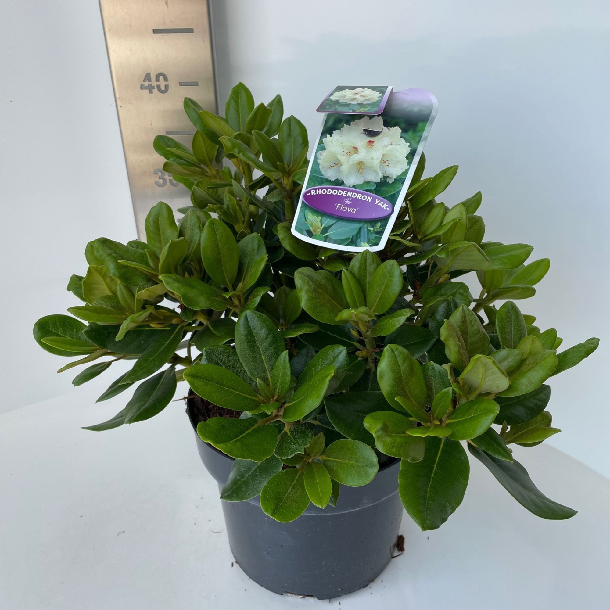 Rhododendron (Y) 'Flava', D 23 cm