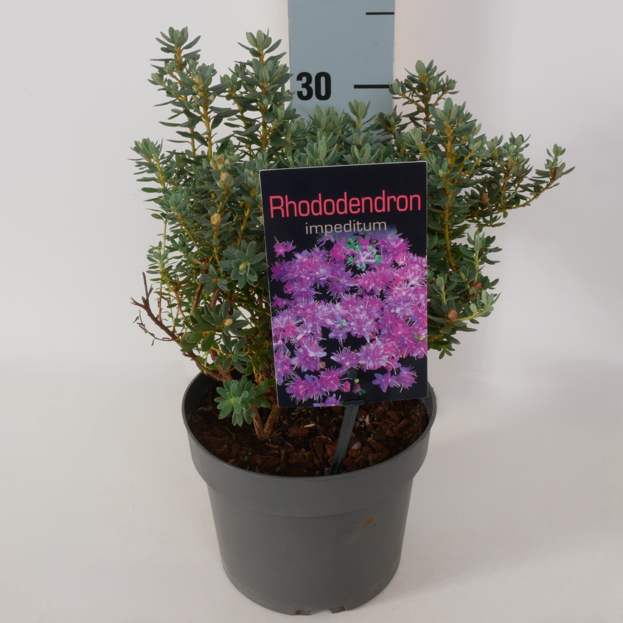 Rhododendron 'Impeditum' P17, D 17