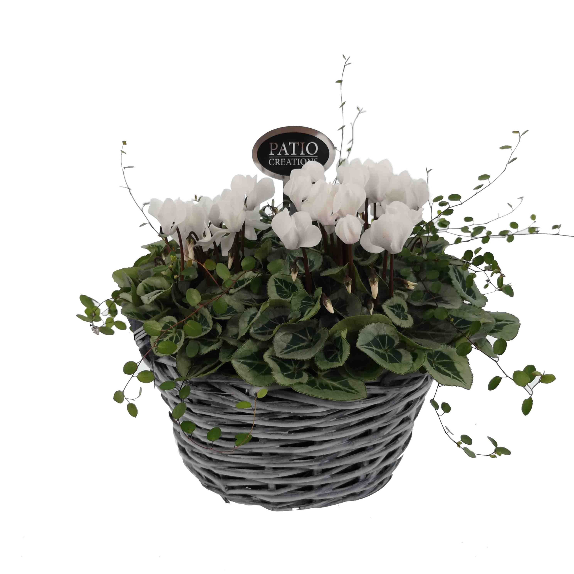 CYM588-9006 Cyclaam/Muehlenbeckia wilg grijs mand, D 27 cm
