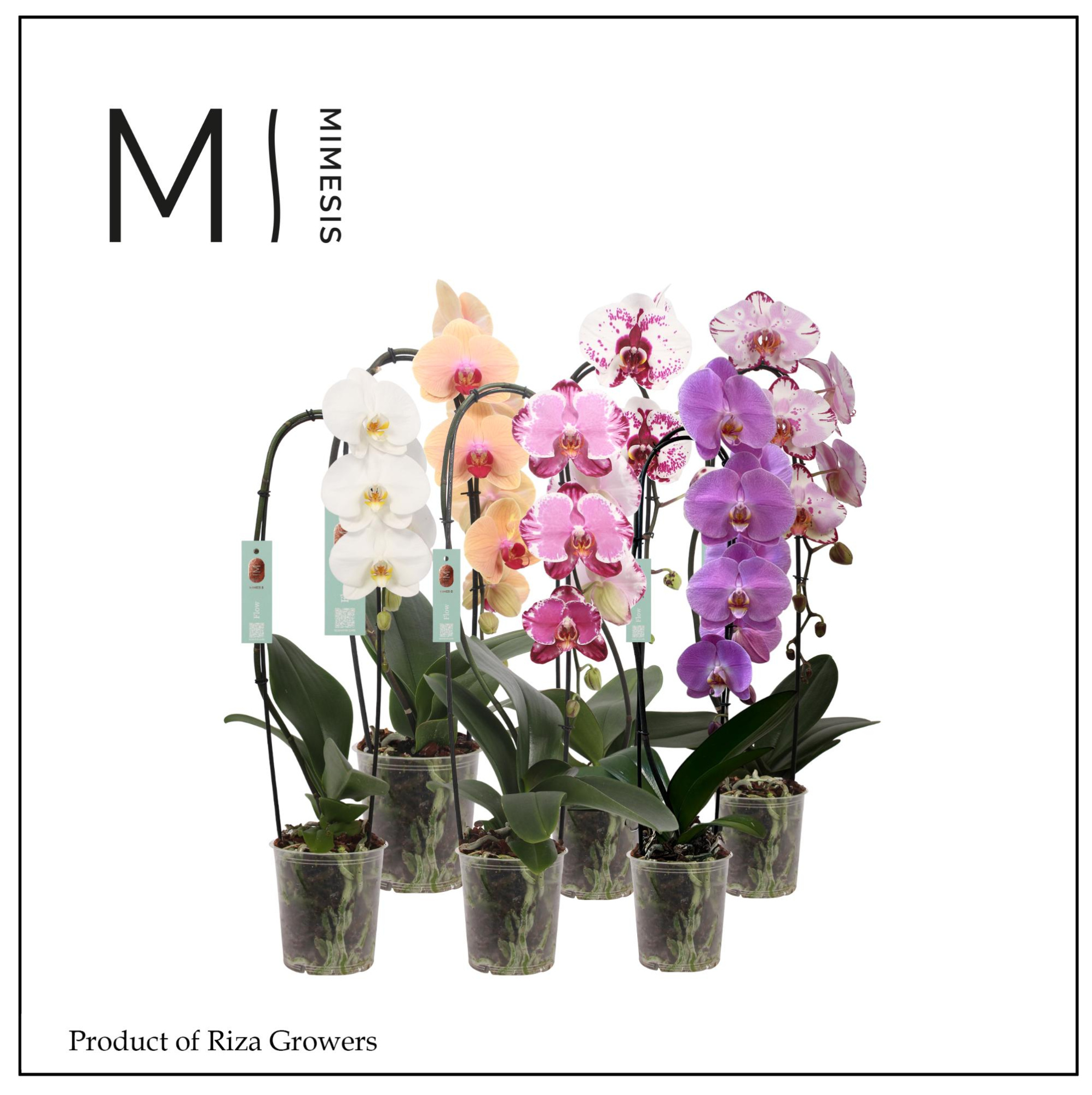 Phalaenopsis Flow Mix 1 spike - 12cm | Mimesis, D 12 cm