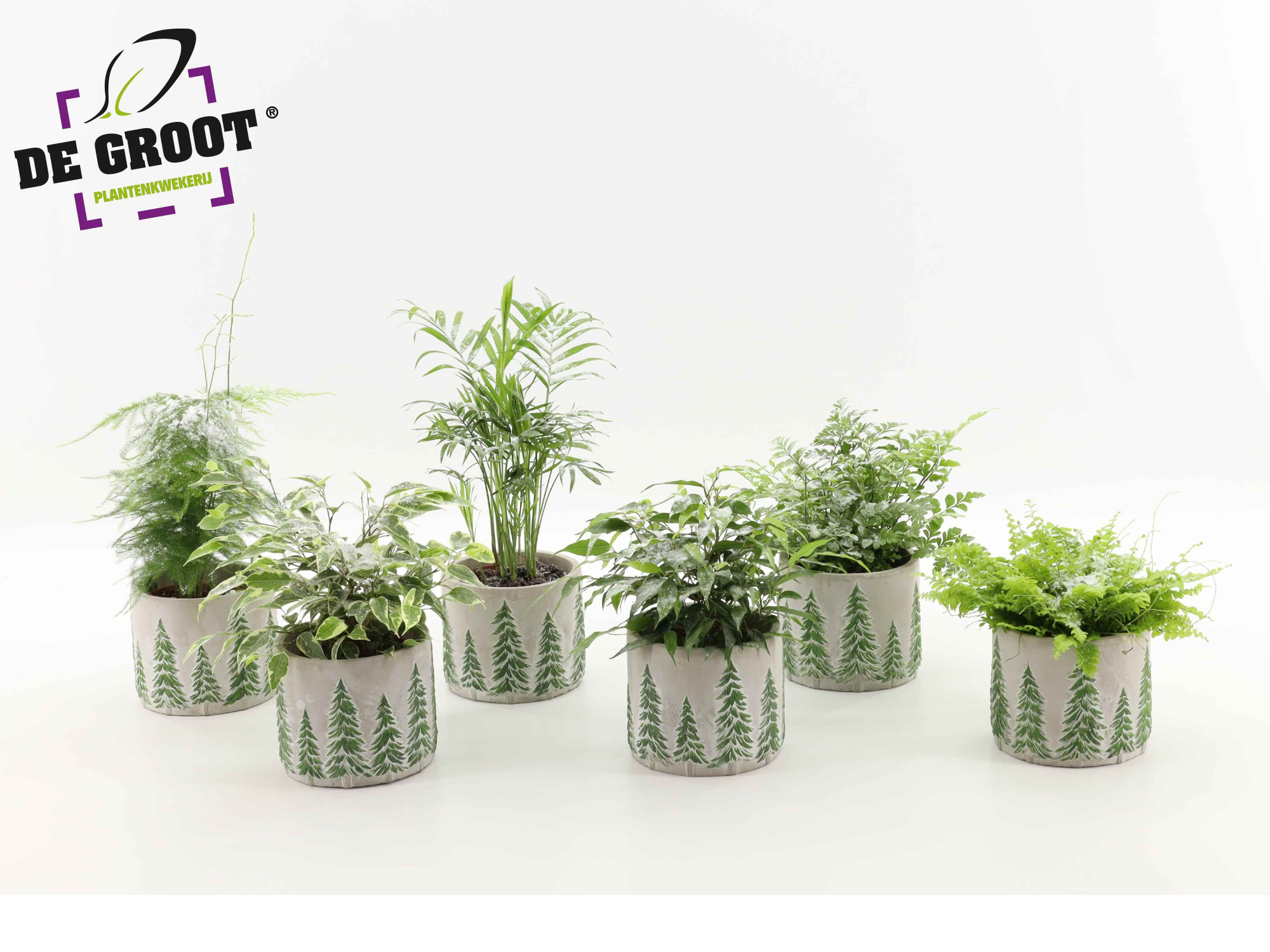 Groenmix besneeuw in kerst betonpot, D 12 cm