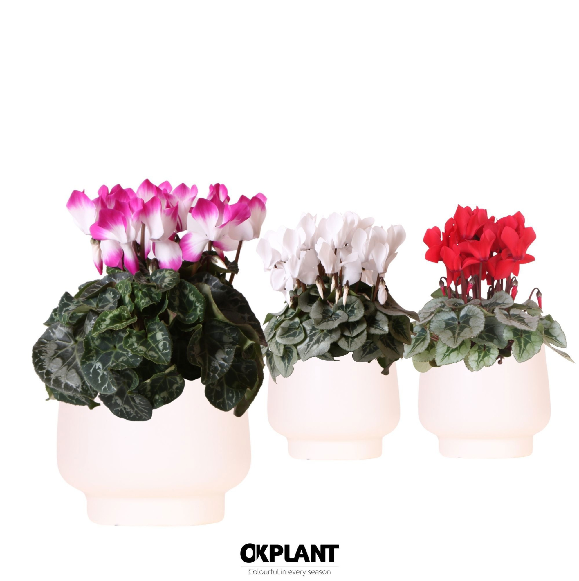 Cyclamen mix in Scandic pot white, D 12 cm