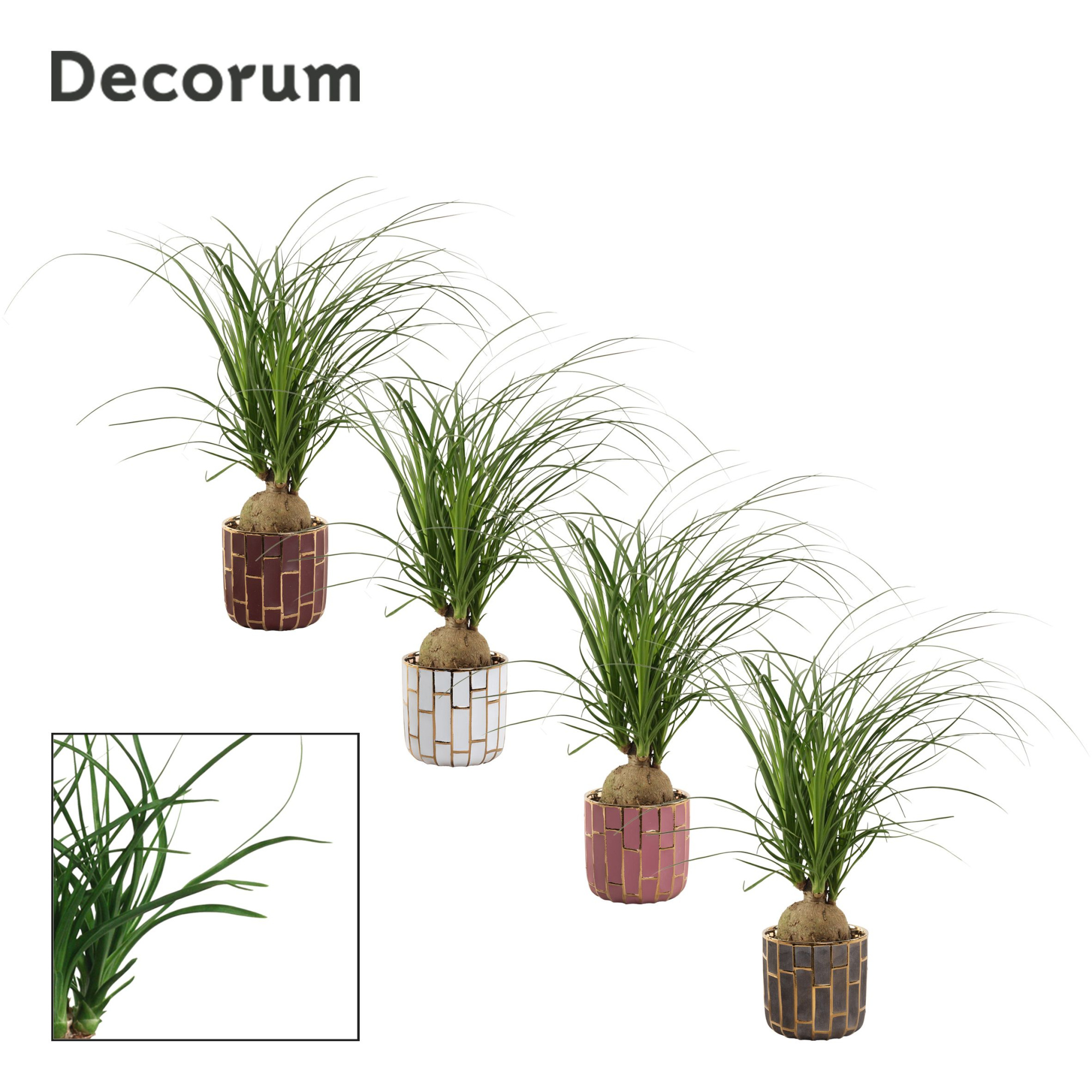 Beaucarnea bol 12 cm in Pascalle (Luxury world-collection), D 12 cm