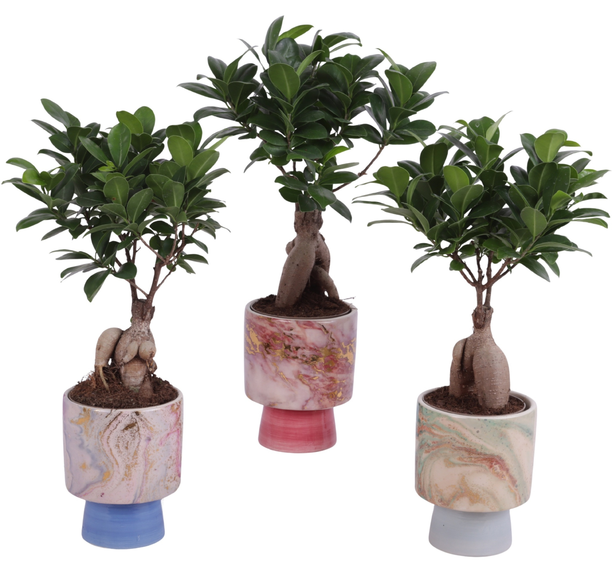 Ficus m. Ginseng Ball Shape Ø09cm in Ø10cm Ceramic FB676, D 10