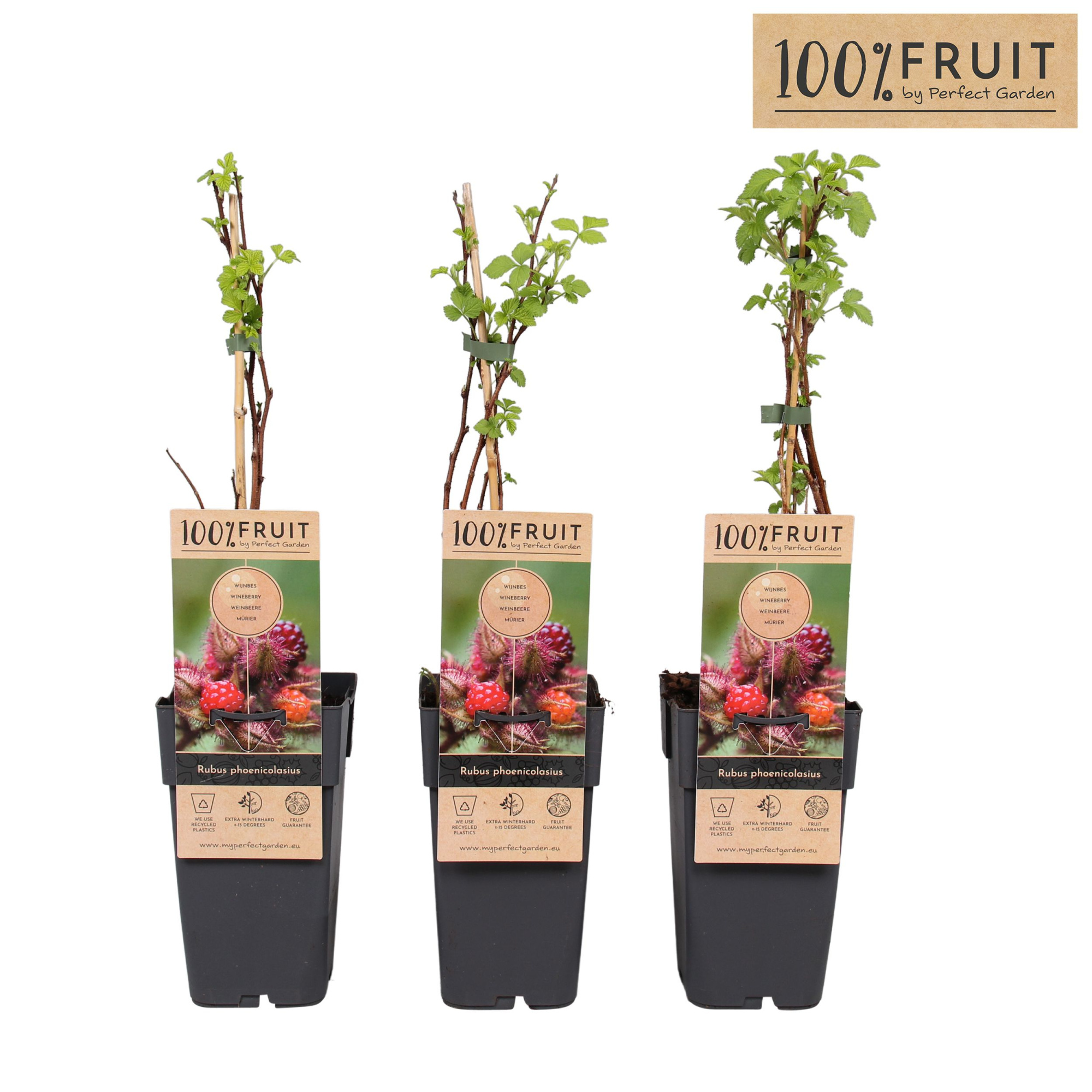 Rubus phoenicolasius P15, D 15