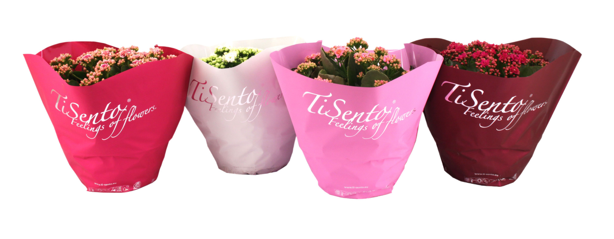 Calandiva 23 cm - Januari Mix, D 23