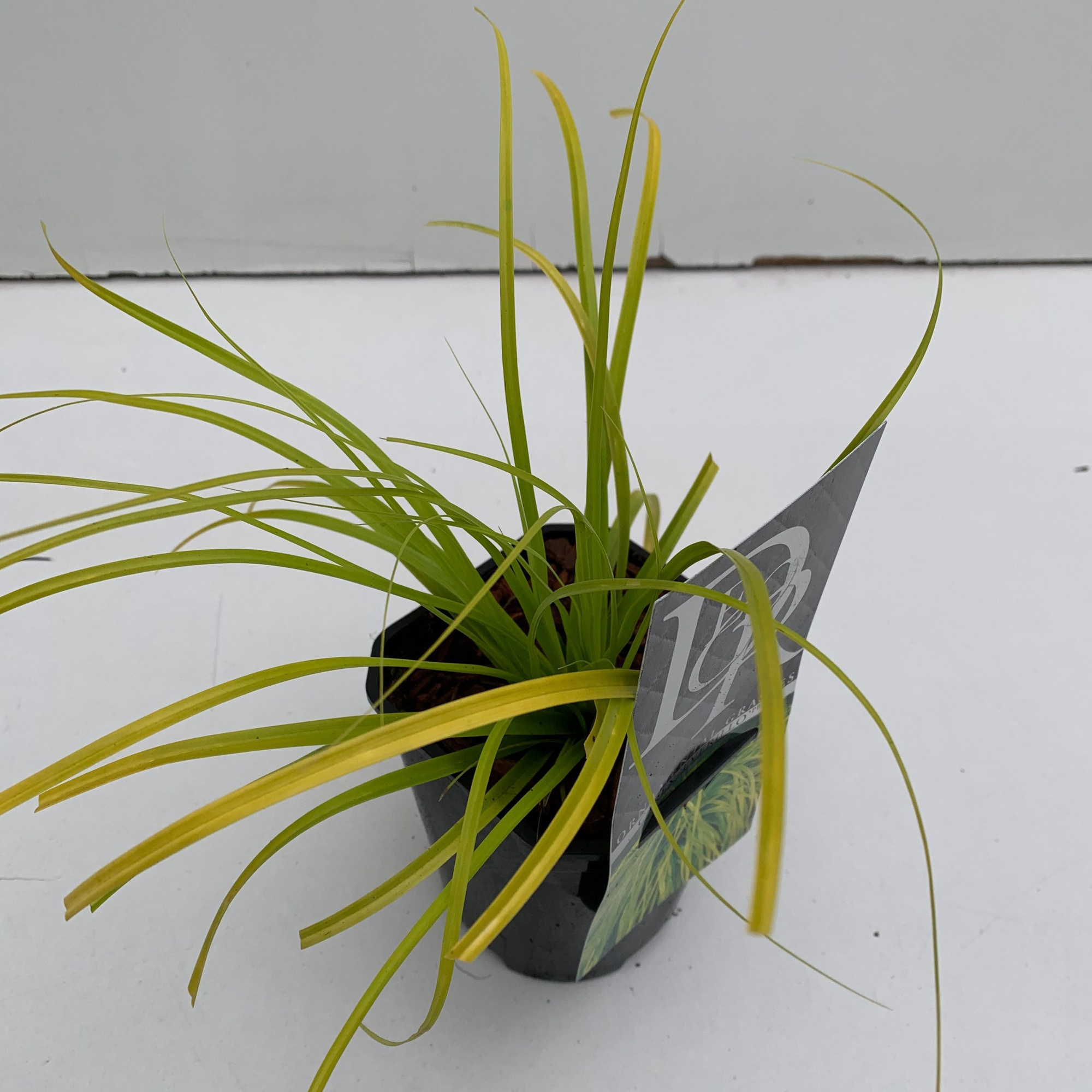 Carex 'Everillo', D 13 cm
