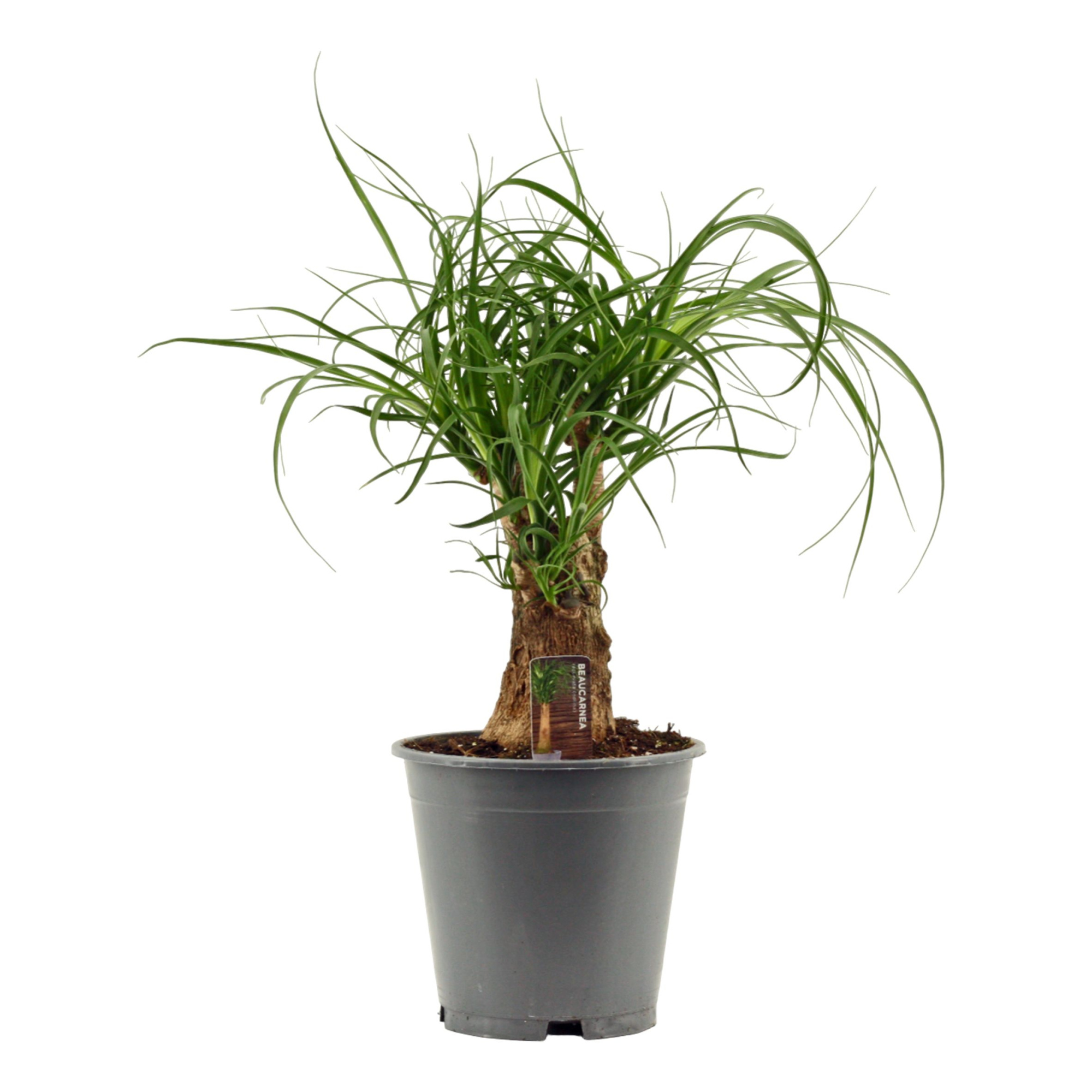 Beaucarnea vertakt 19 cm, D 19 cm