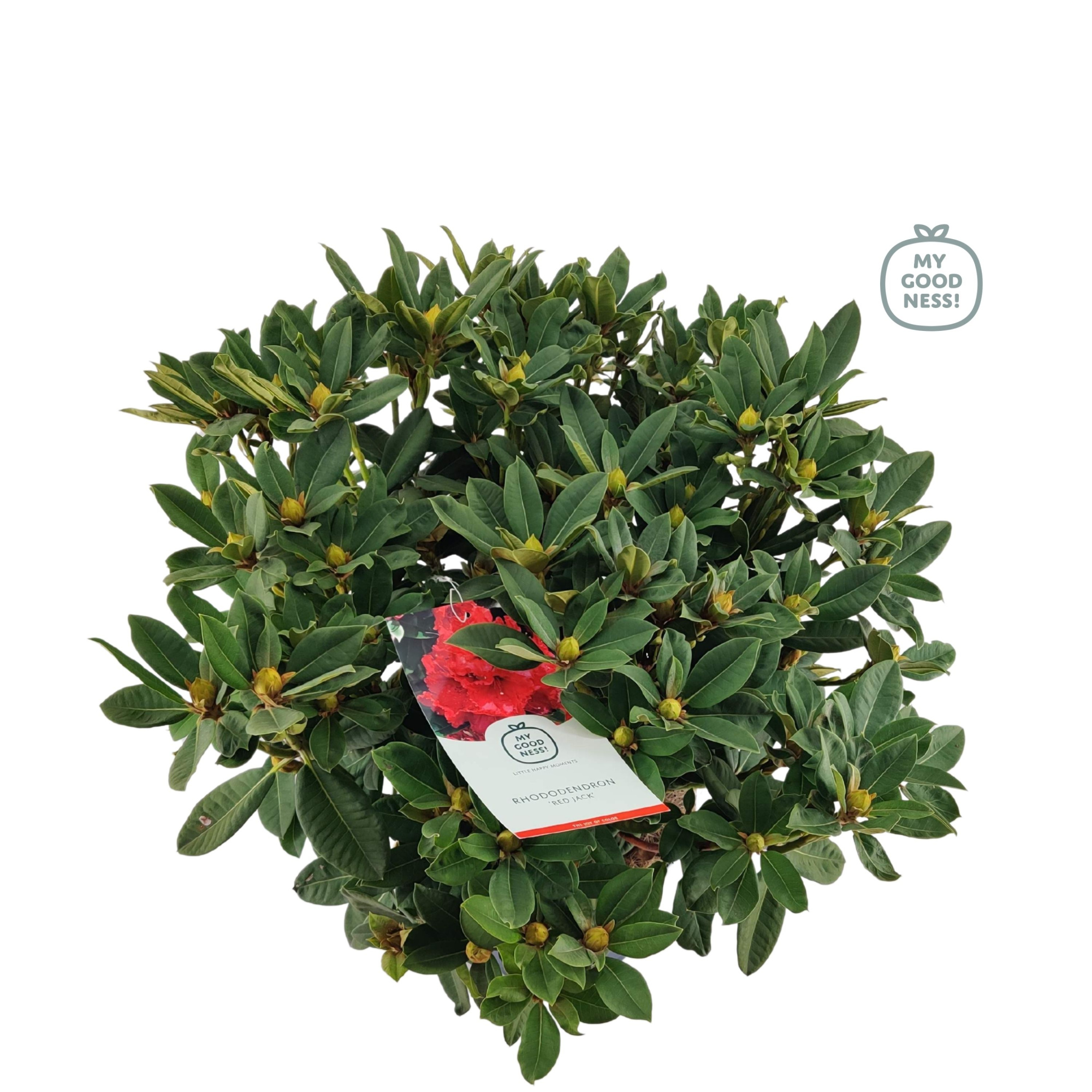 Rhododendron 70-80 /15 liter 'Red Jack', D 34 cm