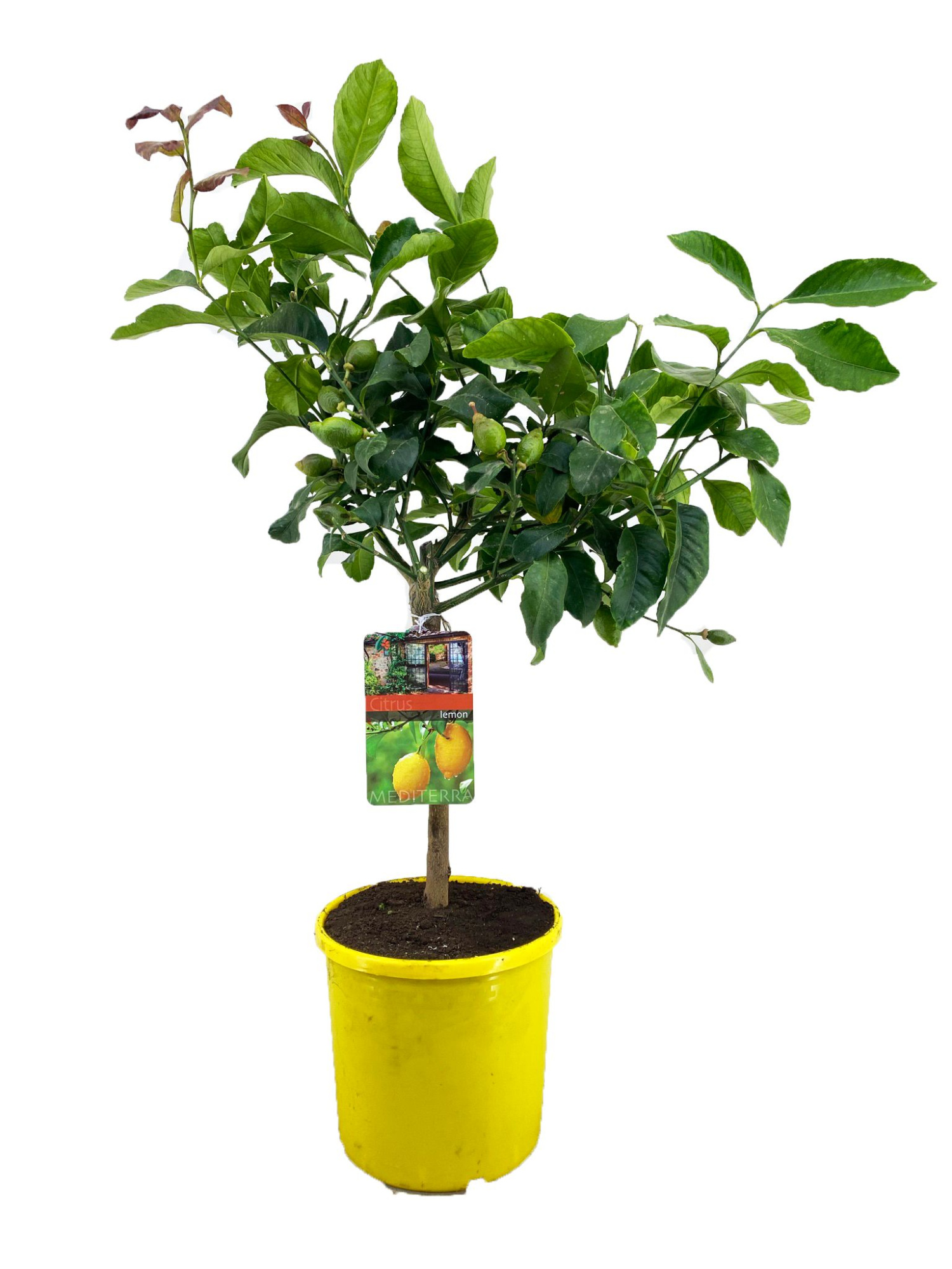 Citrus lemon, D 21 cm