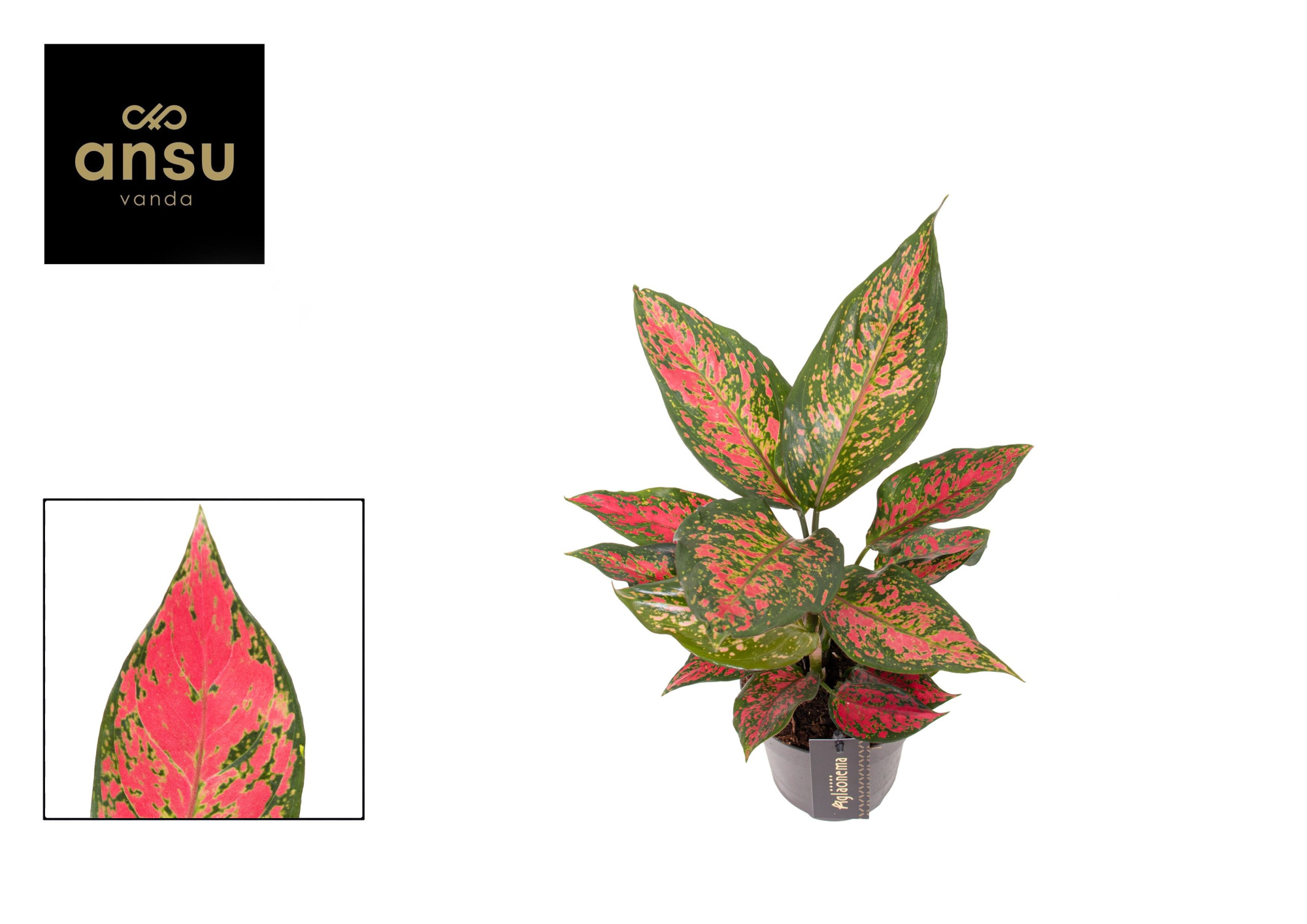 Aglaonema Strawberry Baby, D 12 cm