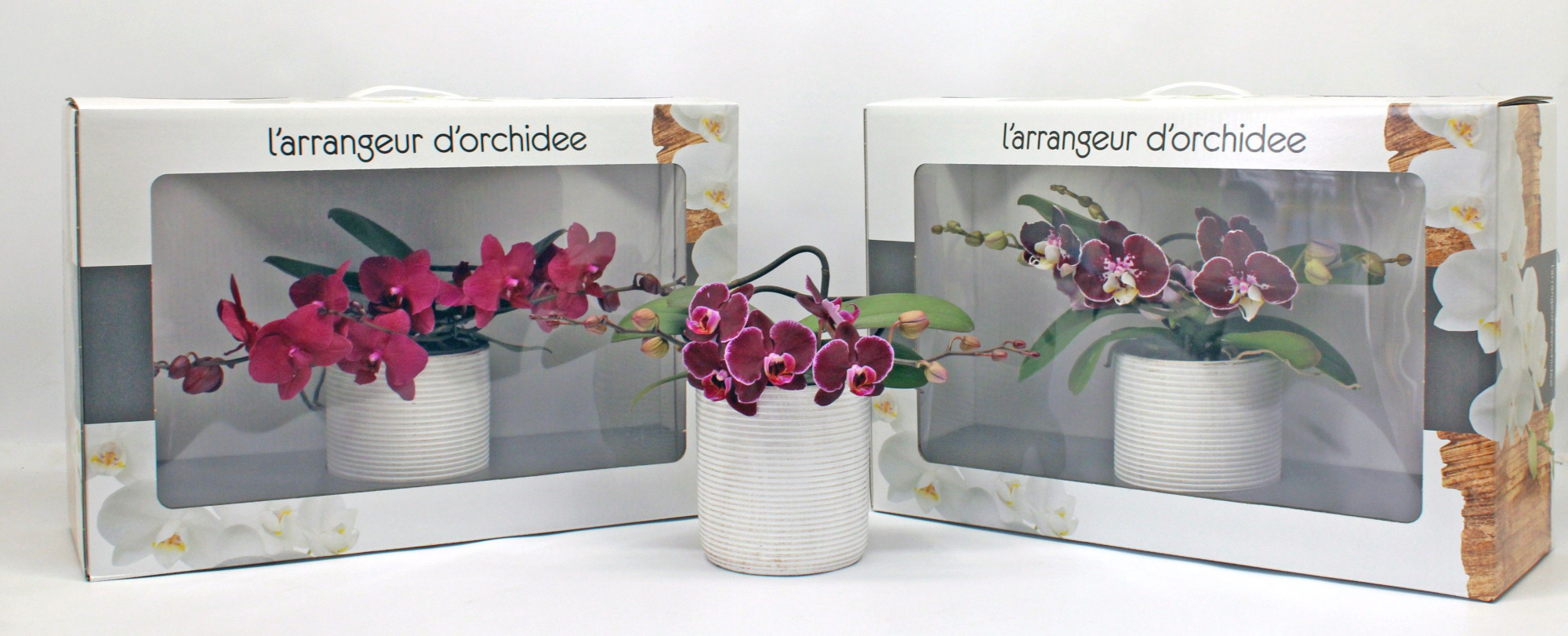 L'arrangeur D'orchidee ROOD (GROEN), D 12 cm