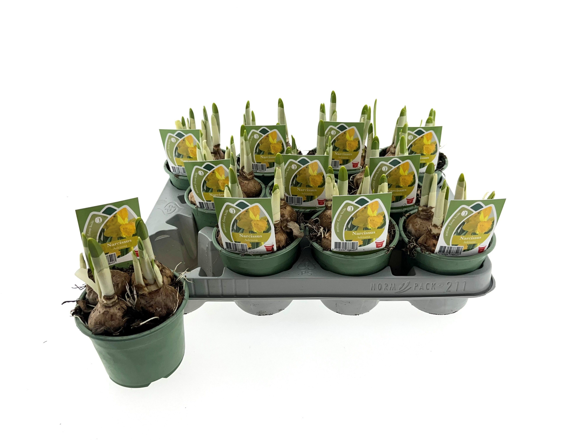 Narcis Adriana 10cm, D 10