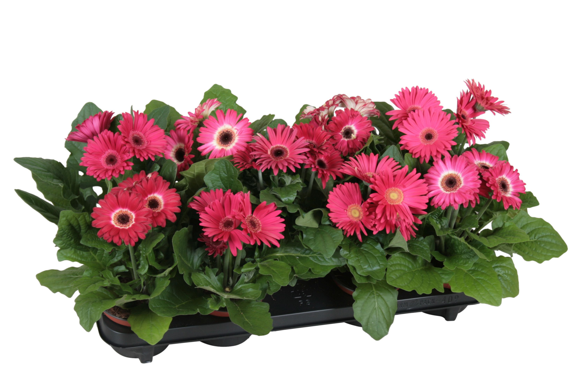 Gerbera belicht 2+bl 12cm excellent paars (diverse kleurtinten), D 12