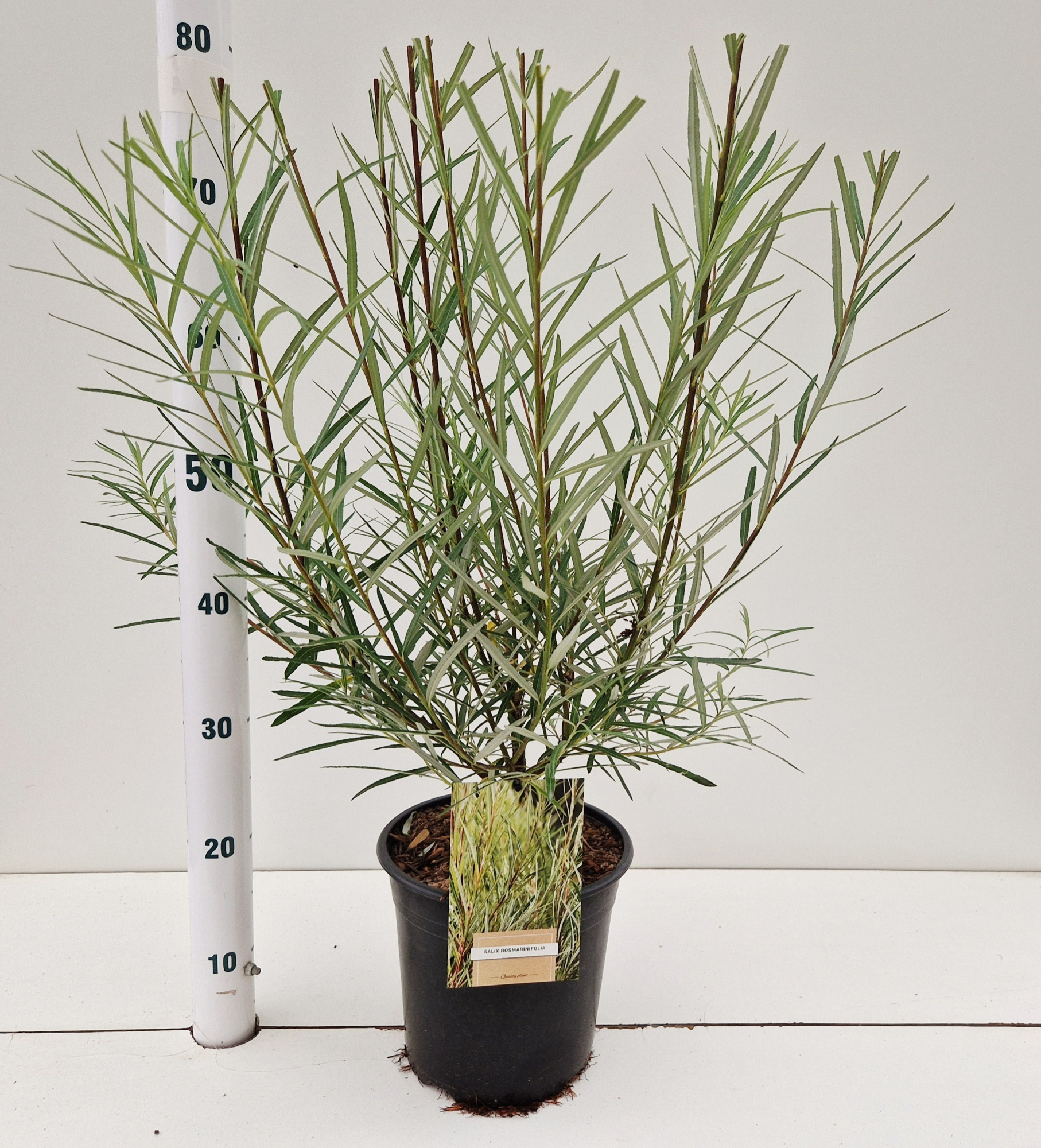 Salix elaeagnos 'Rosmarinifolia', D 21 cm