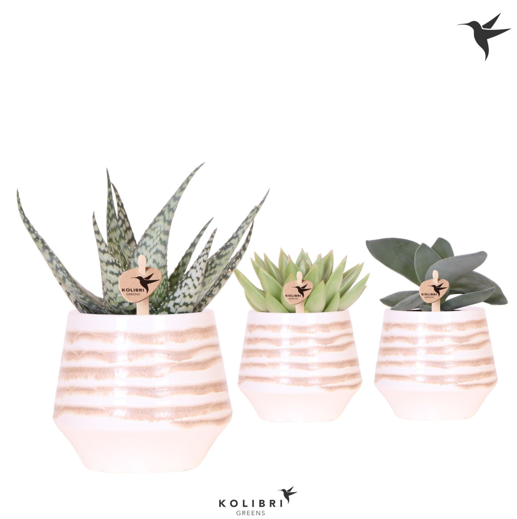 Kolibri Greens Succulenten mix in Moonstone pot white, D 9 cm