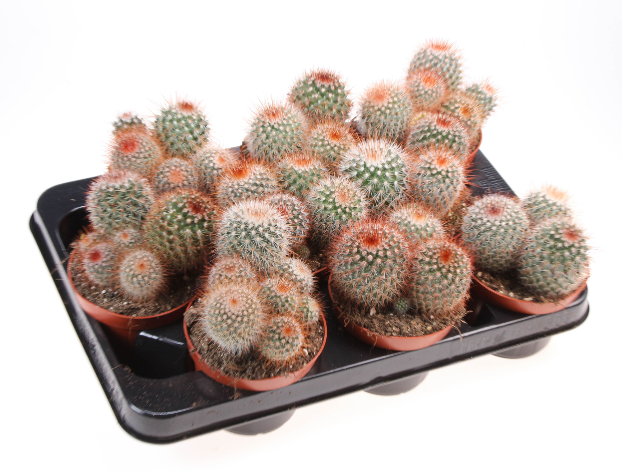 Mammillaria spinosissima, D 10,5 cm