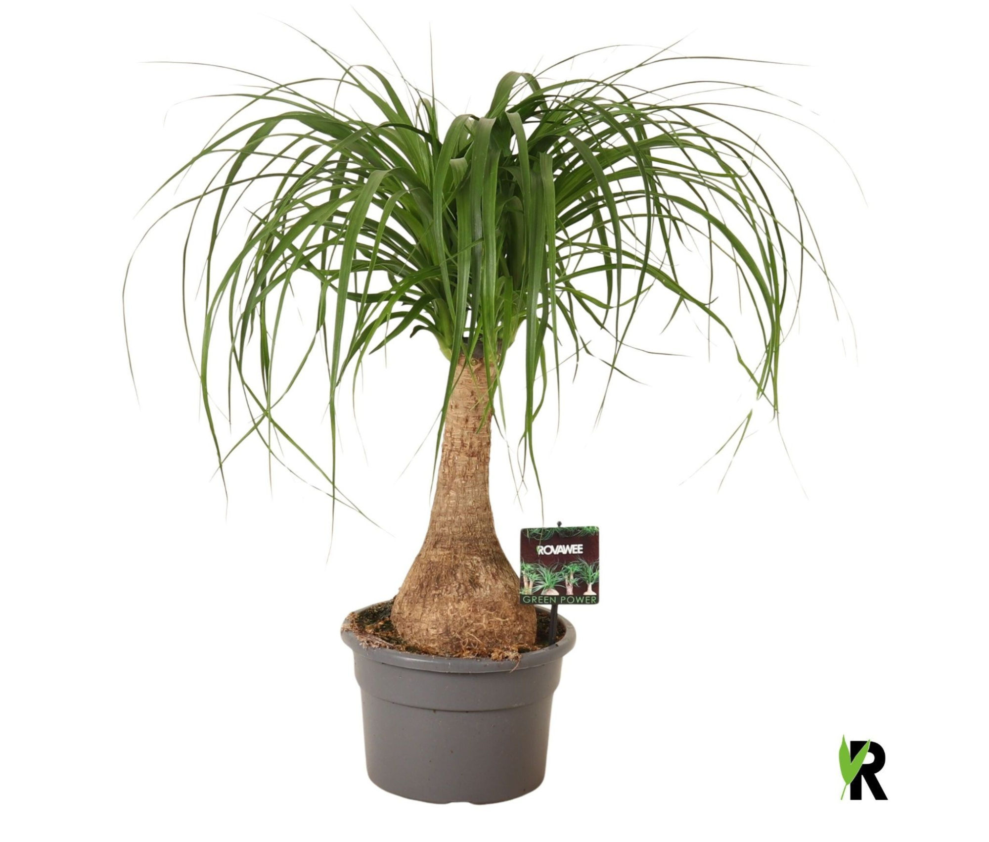 Beaucarnea rec. rechte stam, D 21