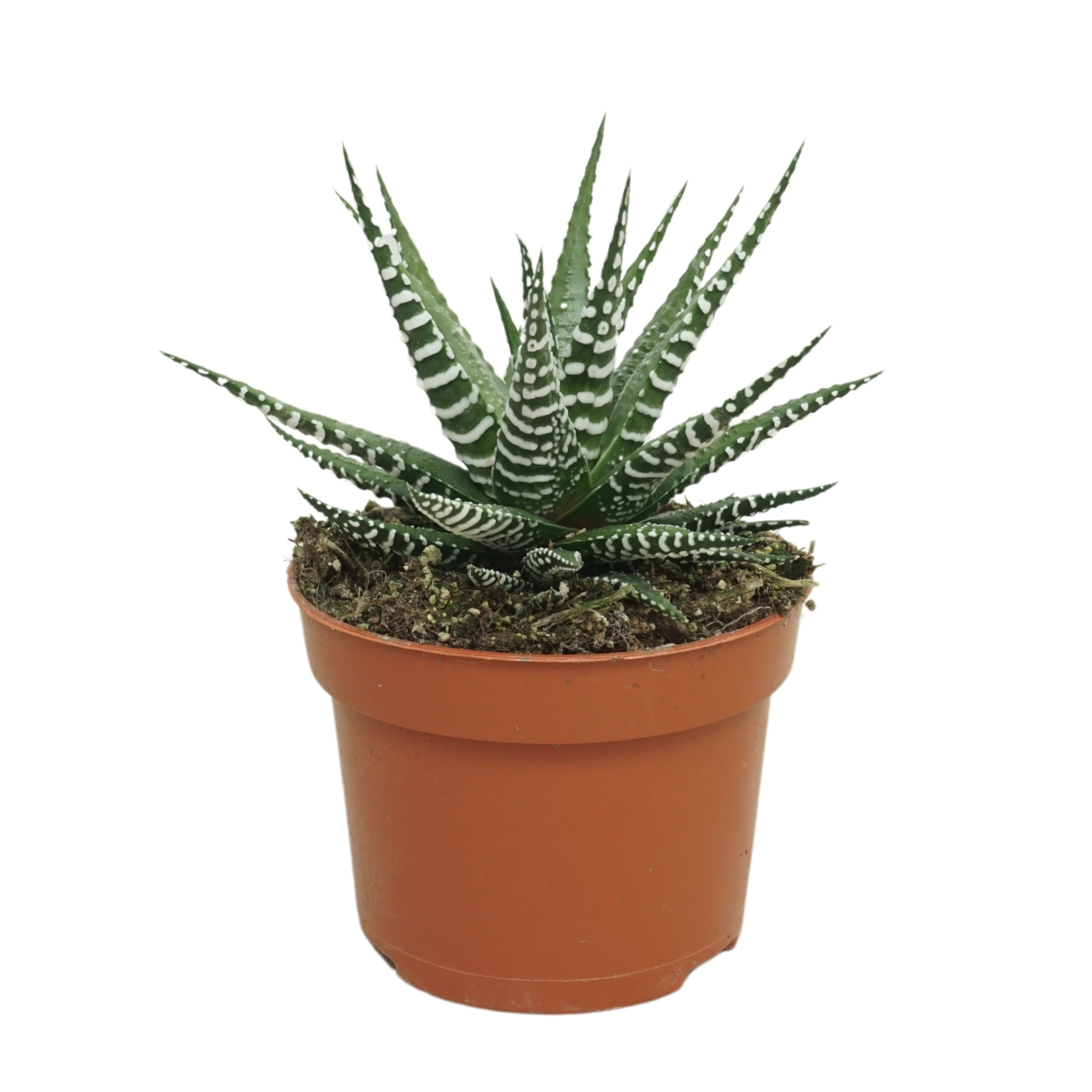 Haworthia fasciata 'big band' 10,5 cm, D 10,5 cm