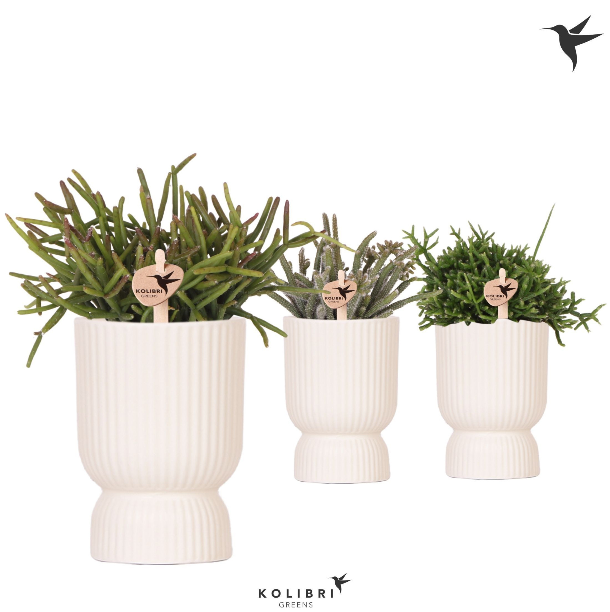 Kolibri Greens Rhipsalis mix in Diabolo pot travertine, D 9 cm