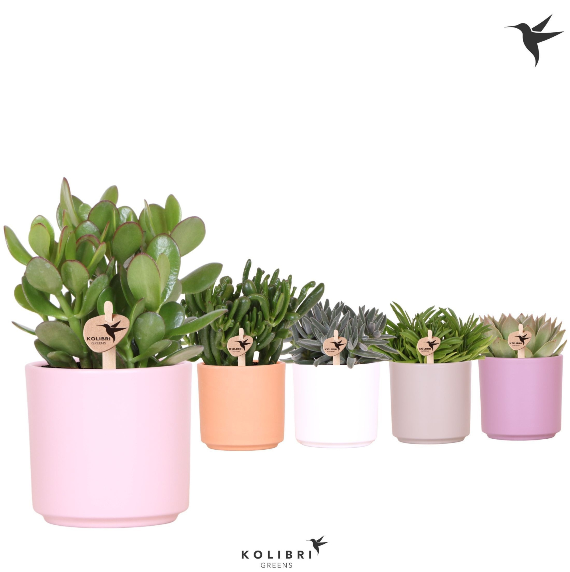 Kolibri Greens Succulenten mix in Simplicity pot mix, D 12 cm