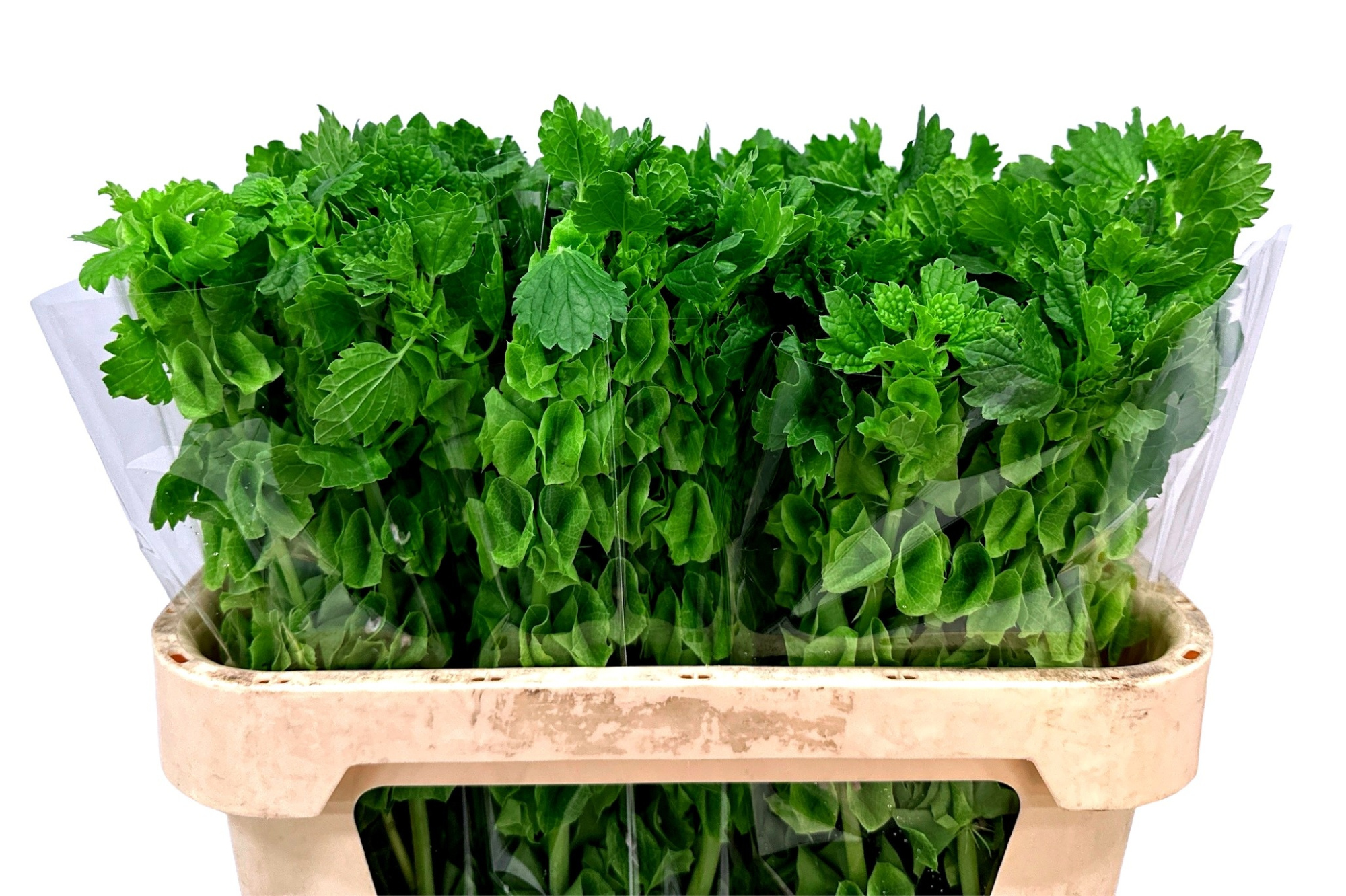 Молюцелла Овериг за стебель 75 (зел.), шт.