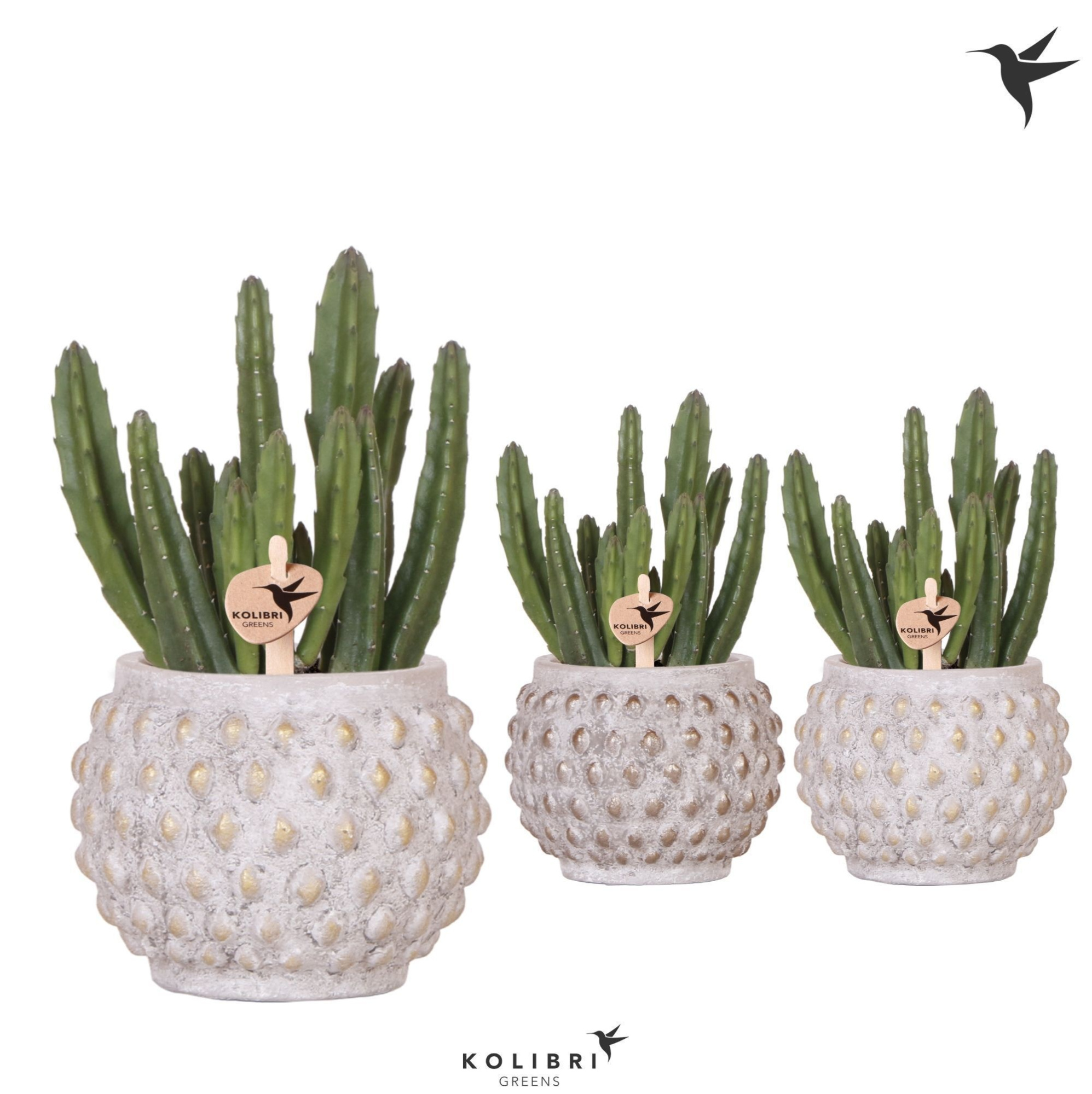 Kolibri Greens Stapelia Leendertziae in Marrakesh pot gold copper mix, D 9 cm