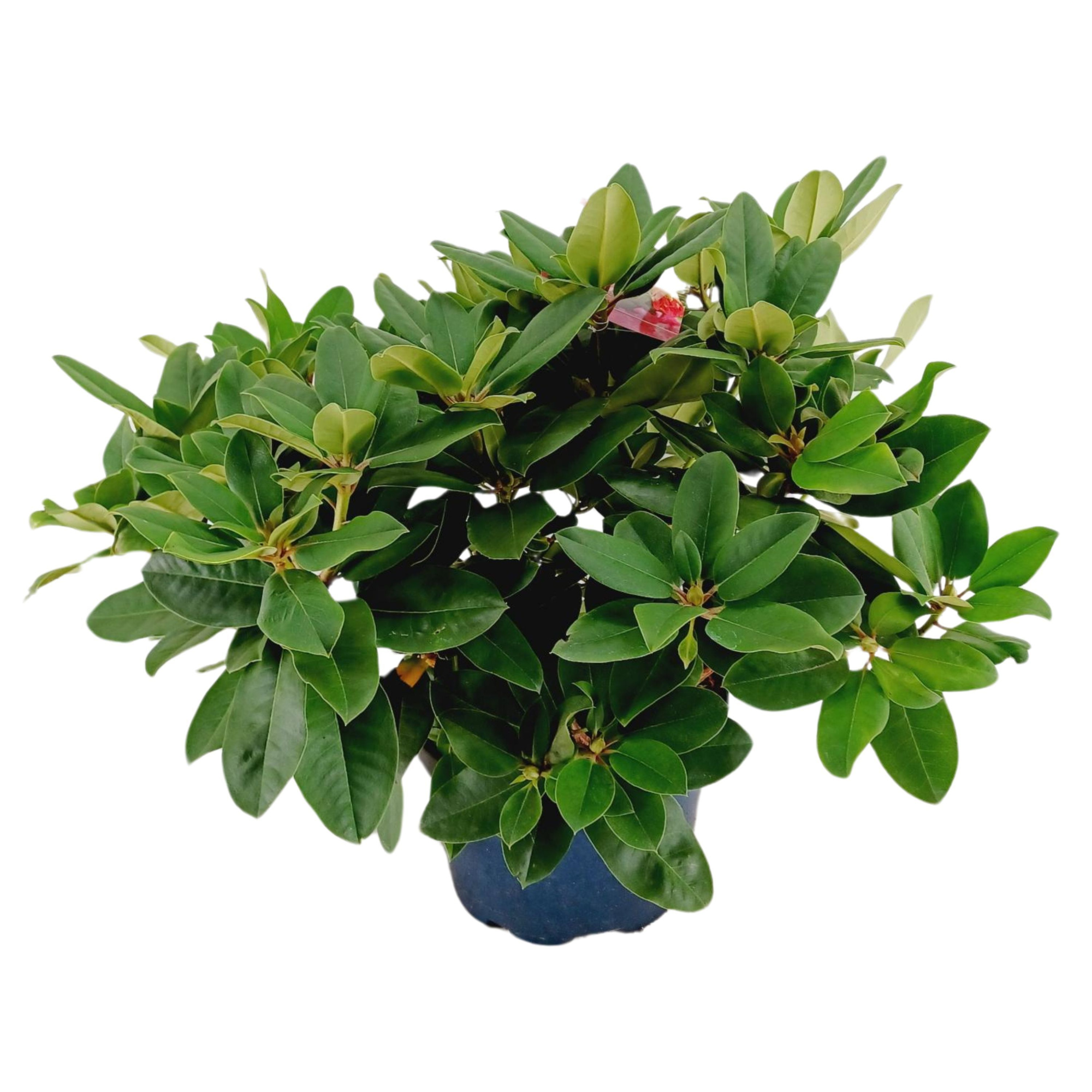 Rhododendron 70-80 /15 liter 'Germania', D 34 cm