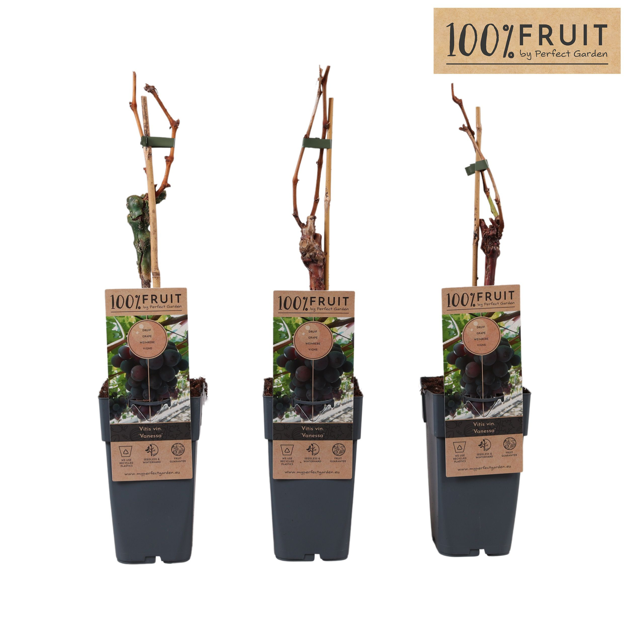 Vitis vin. 'Vanessa' (pitloos) P15, D 15