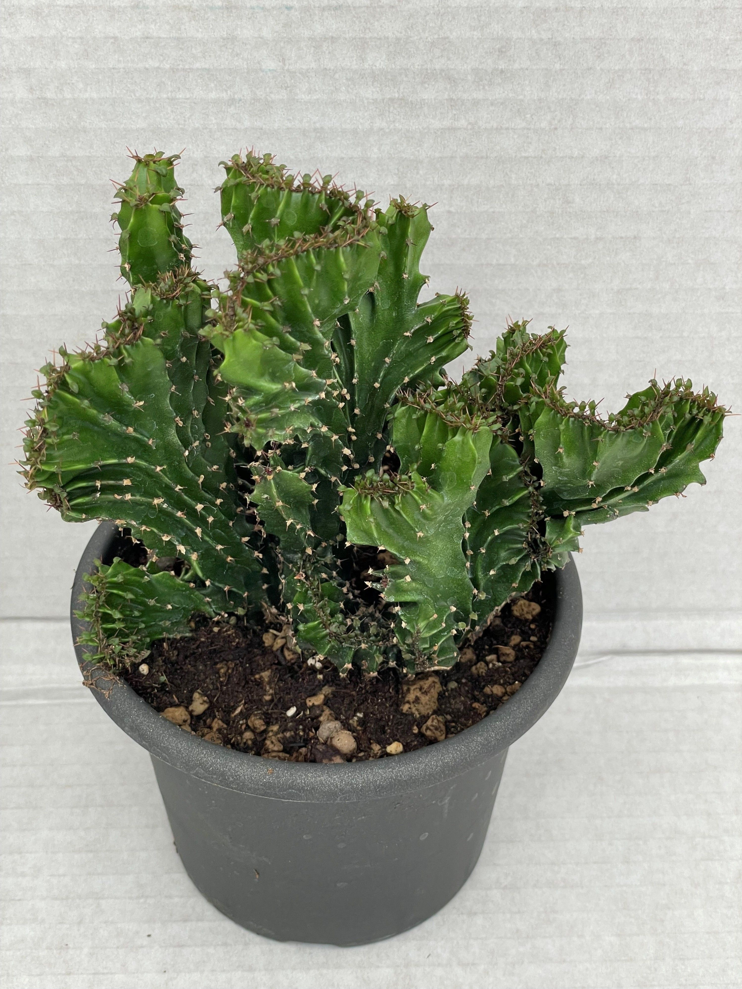 260 Euphorbia triangularis cristaat 13 cm, D 13 cm