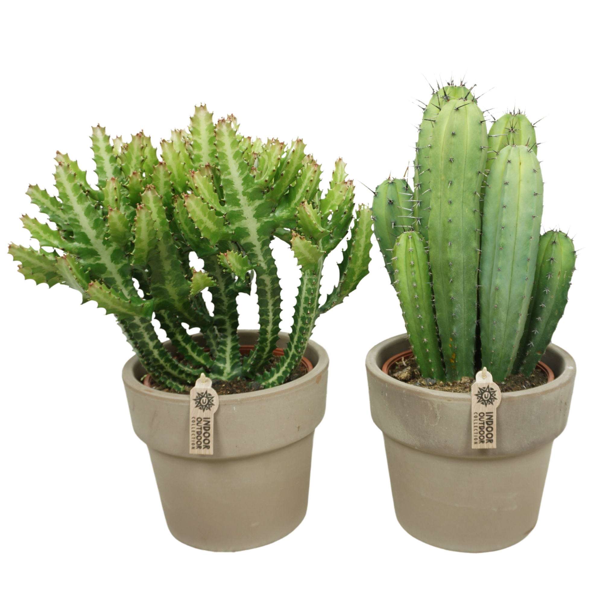 Cactus mix in 25 cm 'Grijze Kraagpot', D 21 cm