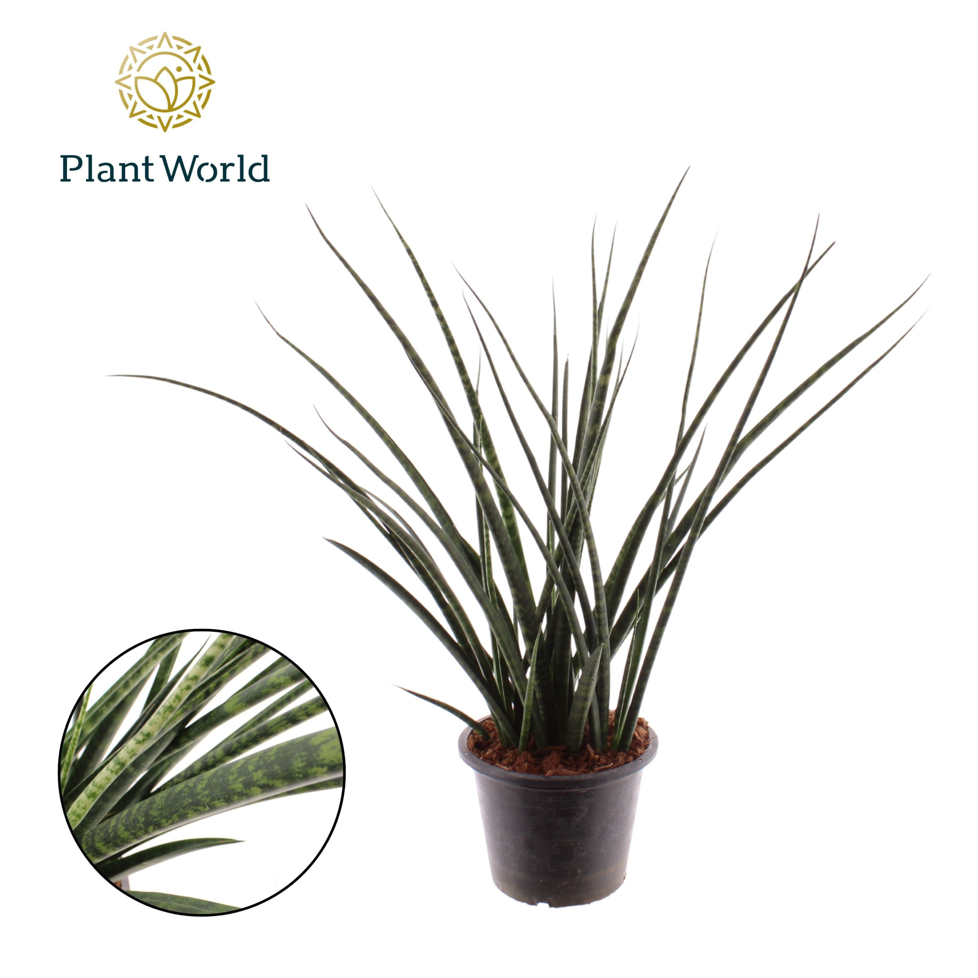 Sansevieria Fernwood, D 19